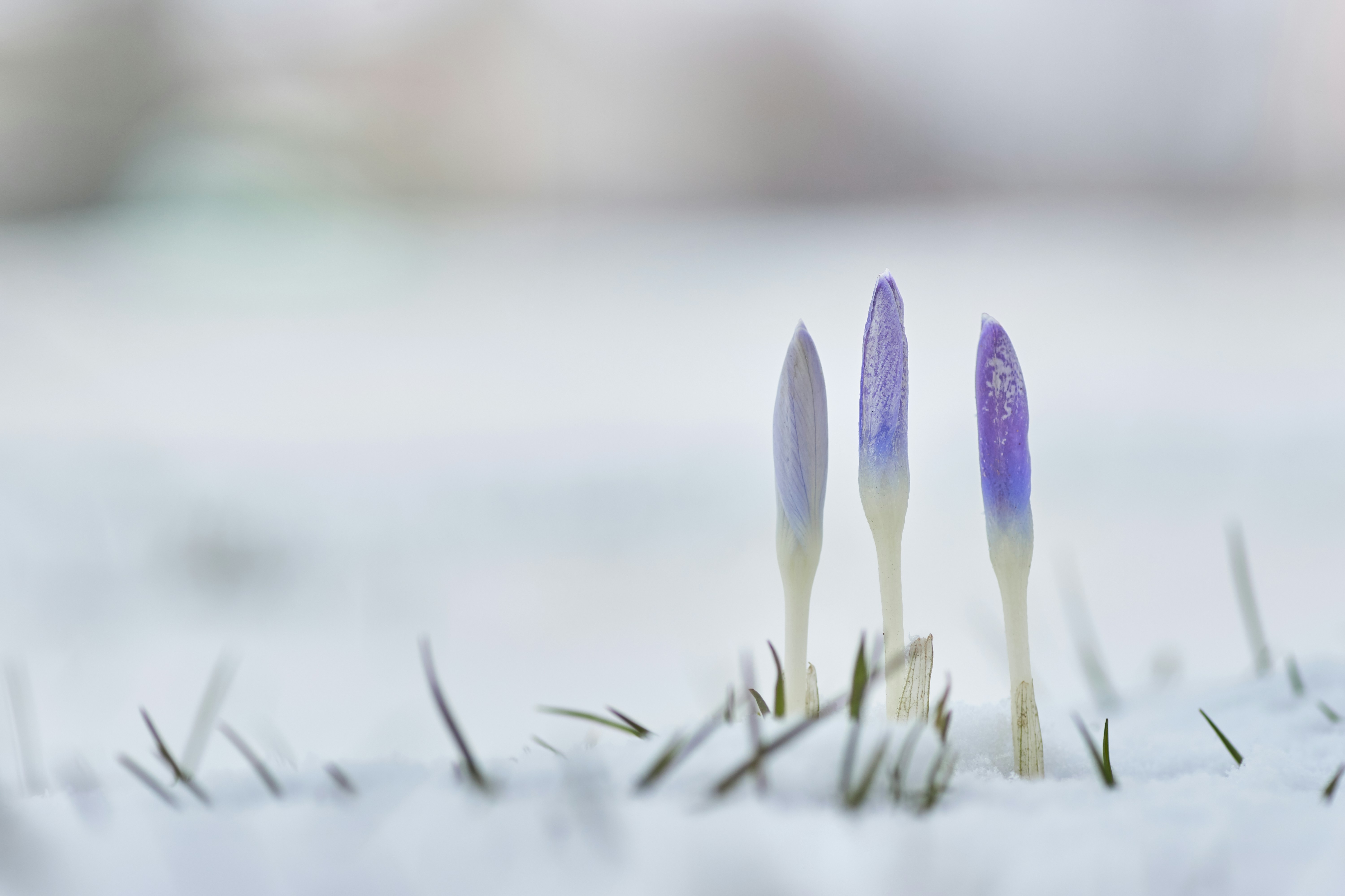 Crocus Buds Emerging from Snow