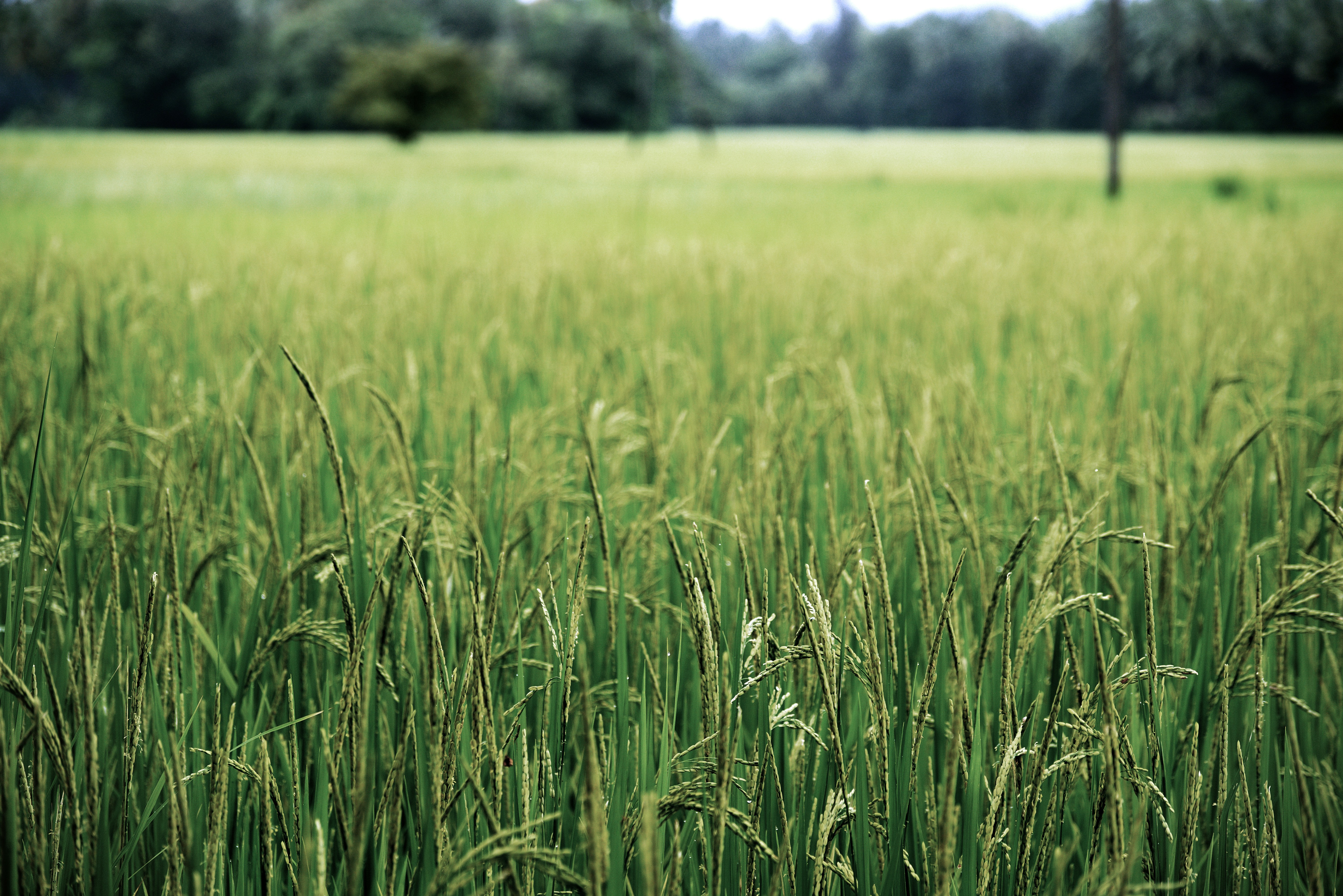 Lush Green Rice Paddy Field