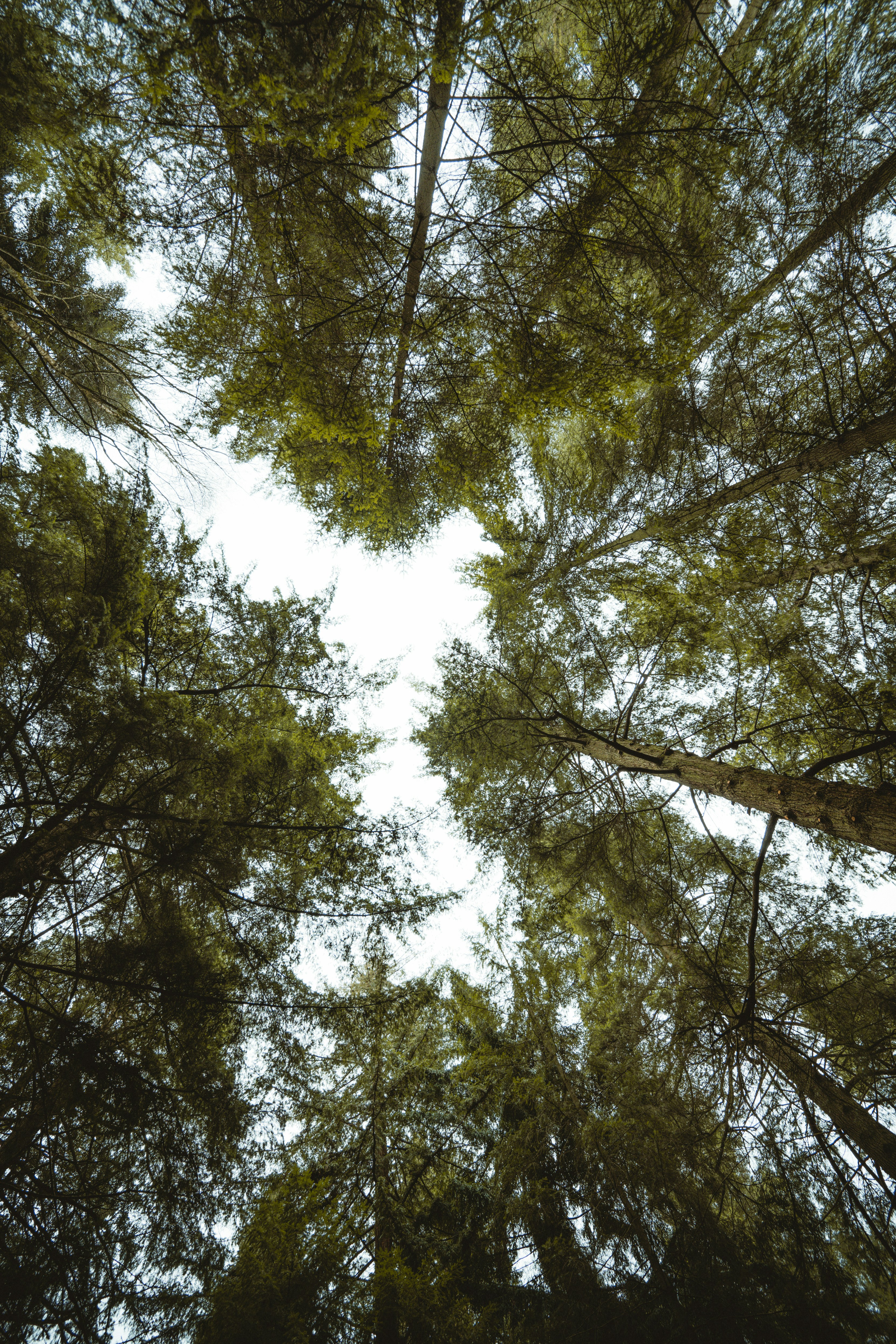 Low Angle View of Forest Canopy