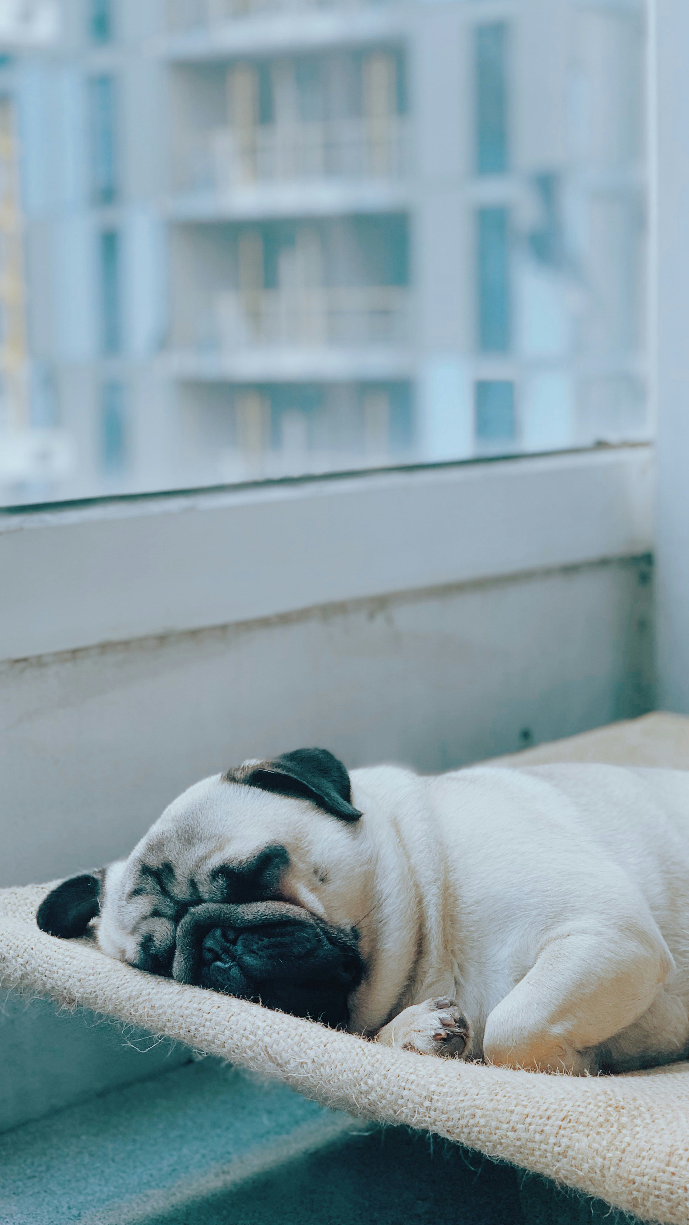 Sleeping Pug by Window