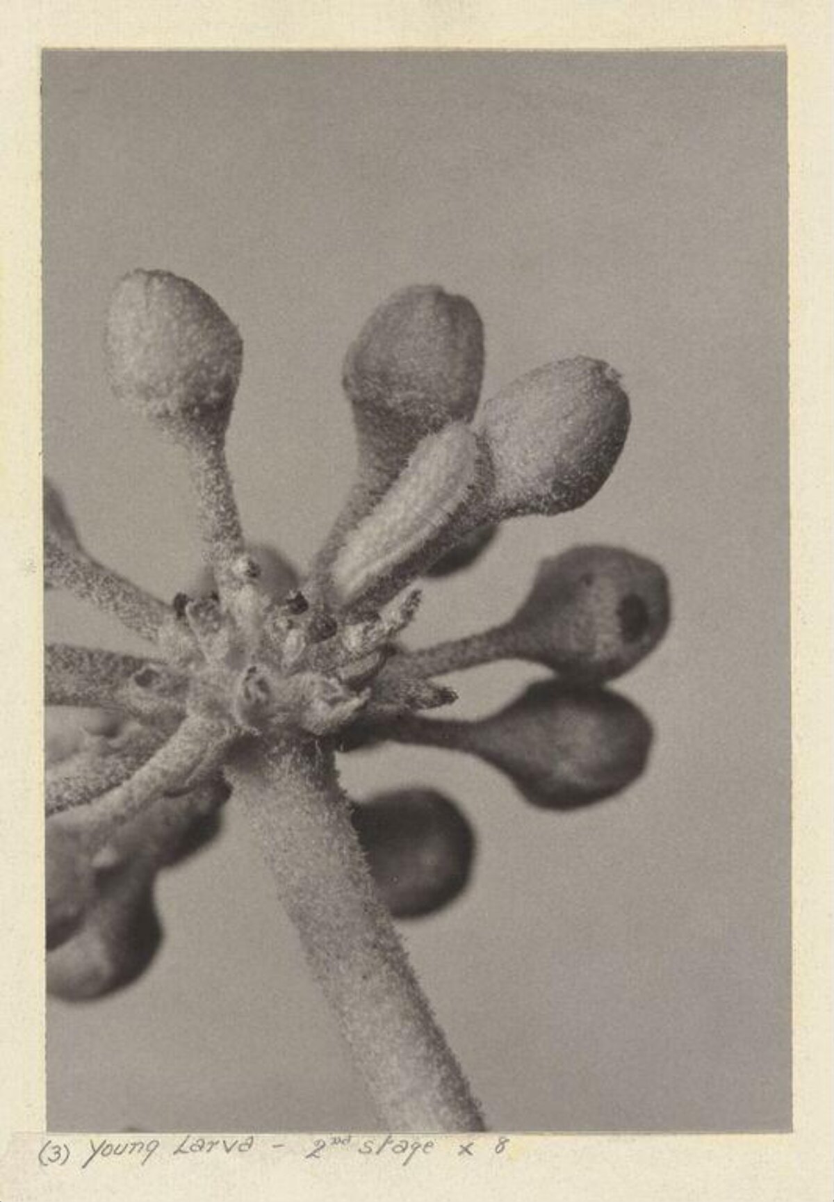 8x Magnified Second Stage Young Larva