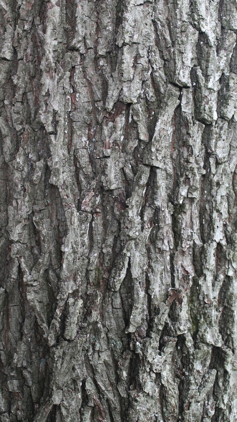 Close Up of Tree Bark
