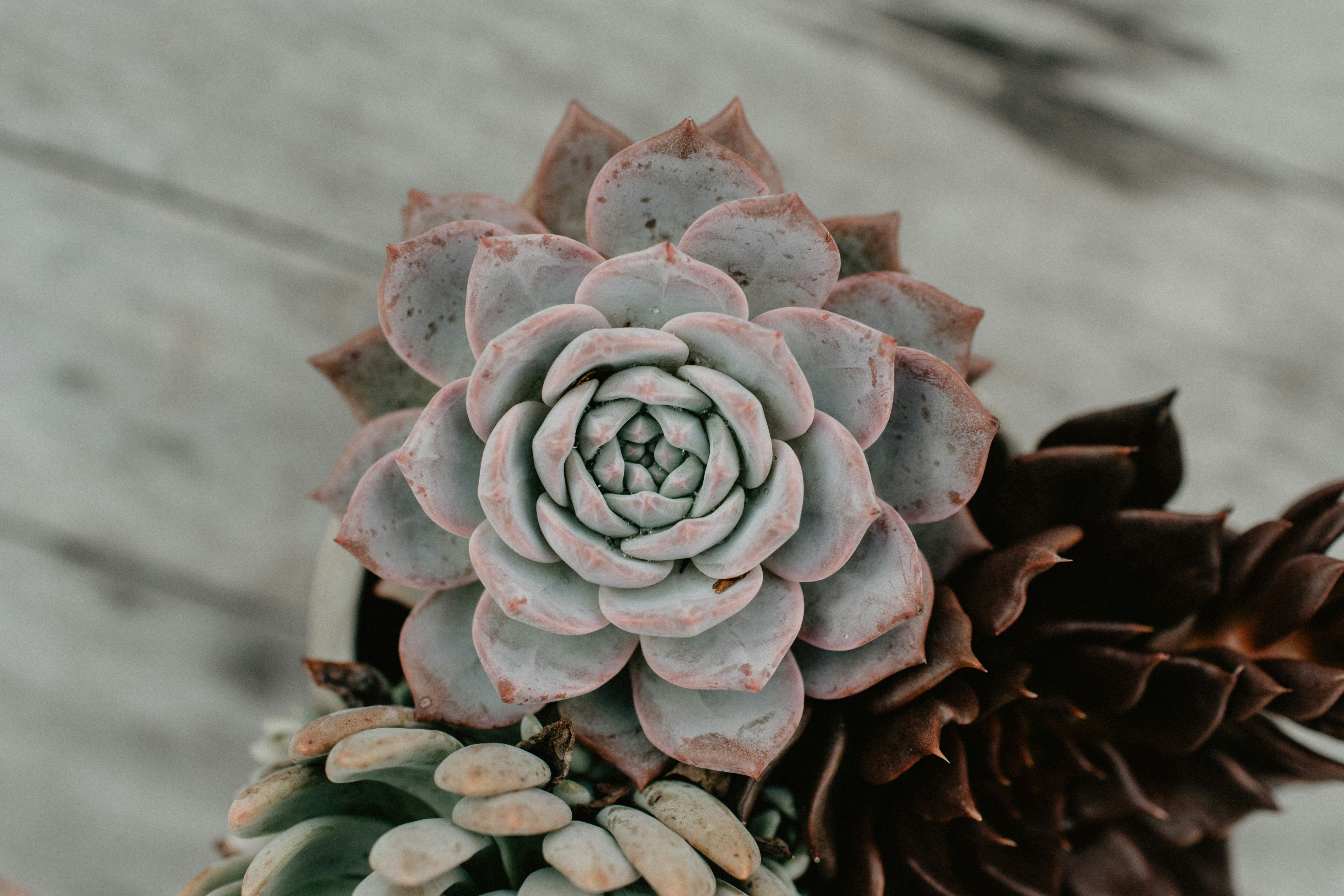 Close-up of Potted Succulents