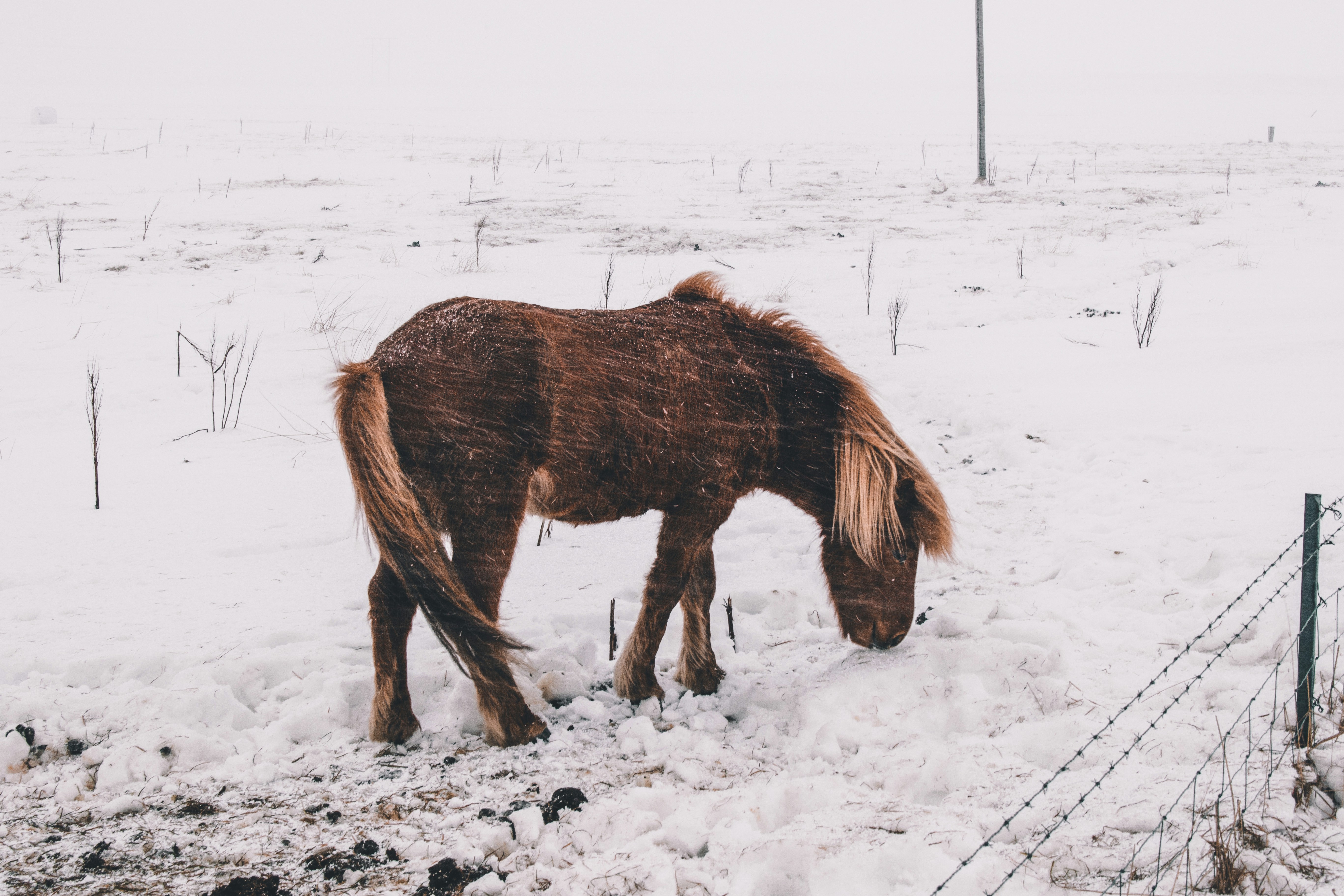 Brown Horse in Snowy Field