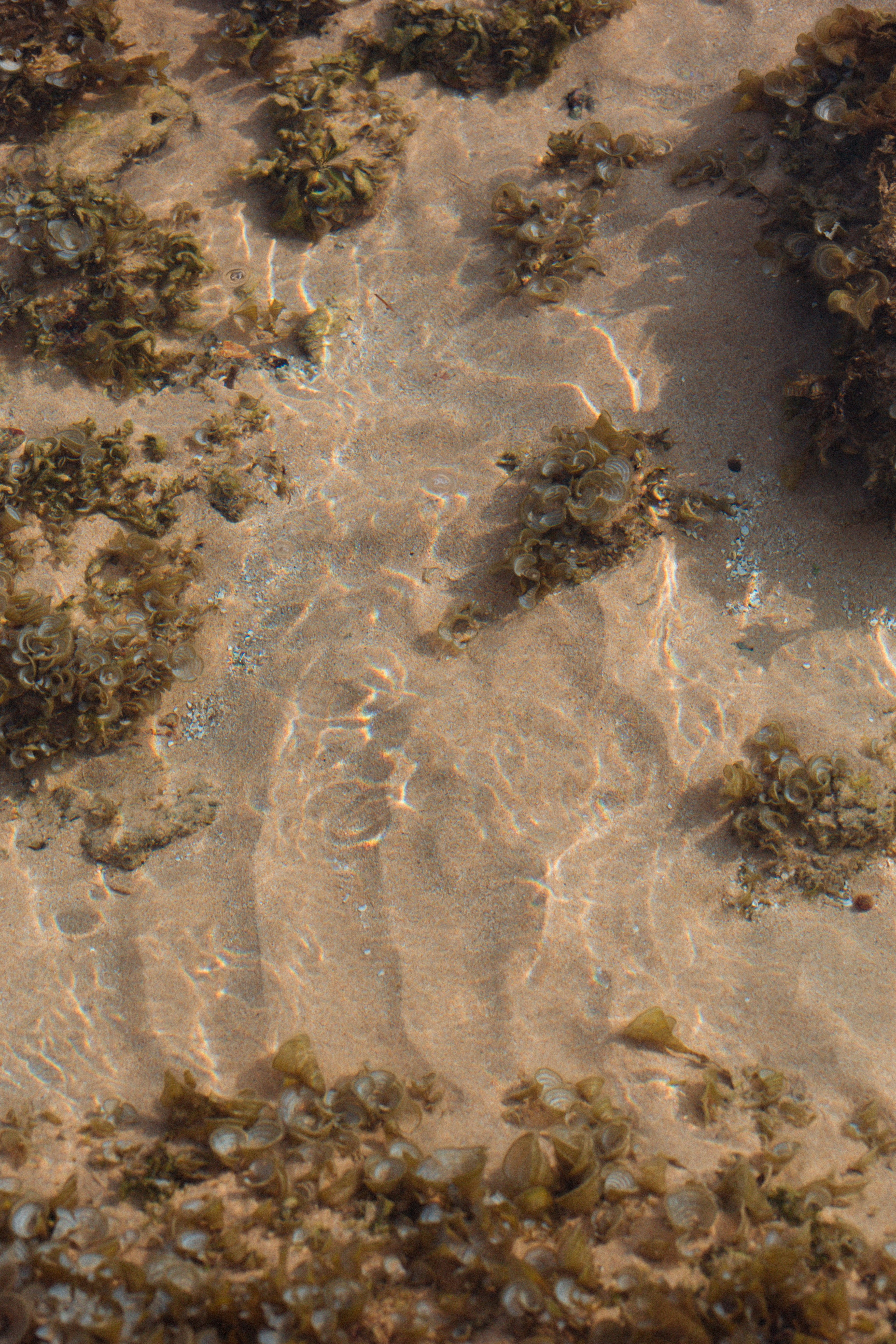 Shallow Water Sandy Seabed With Seaweed