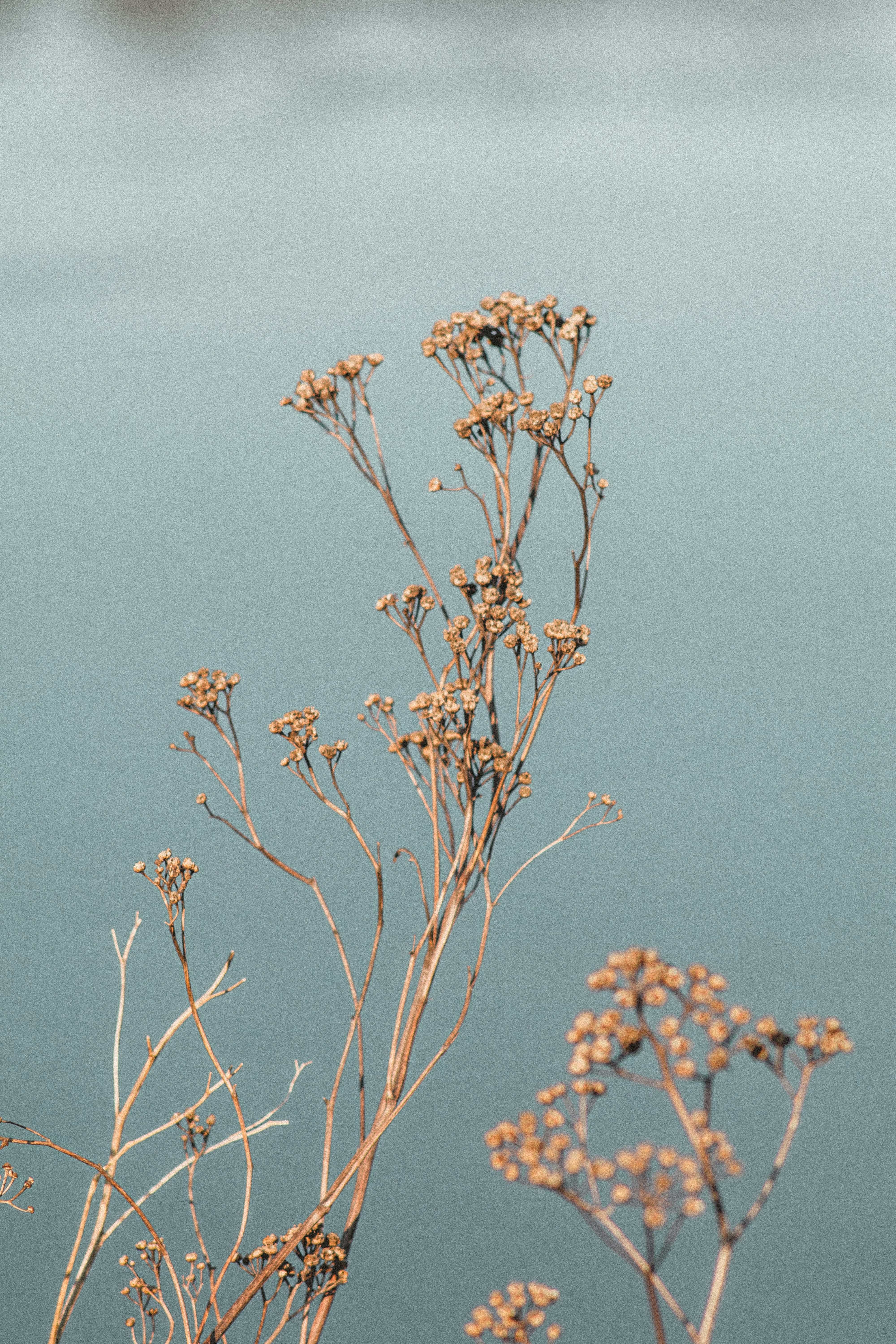 Dried Wild Plants Against Blue Background