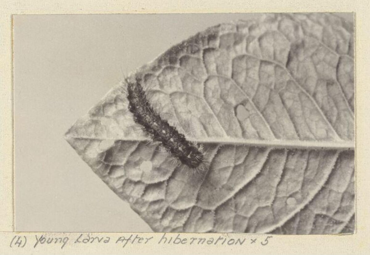 Young Larva After Hibernation On Leaf