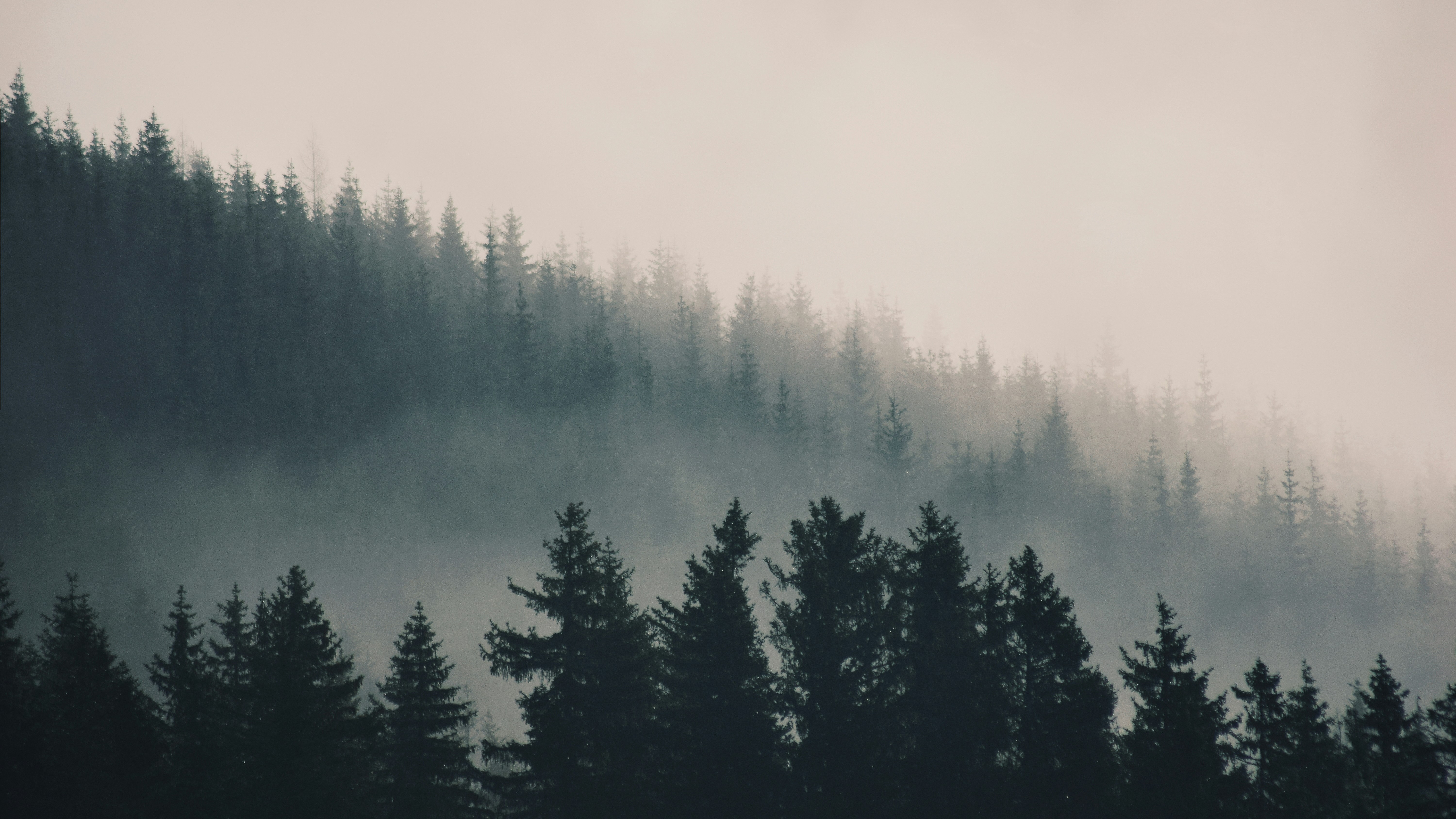 Misty Mountain Pine Forest