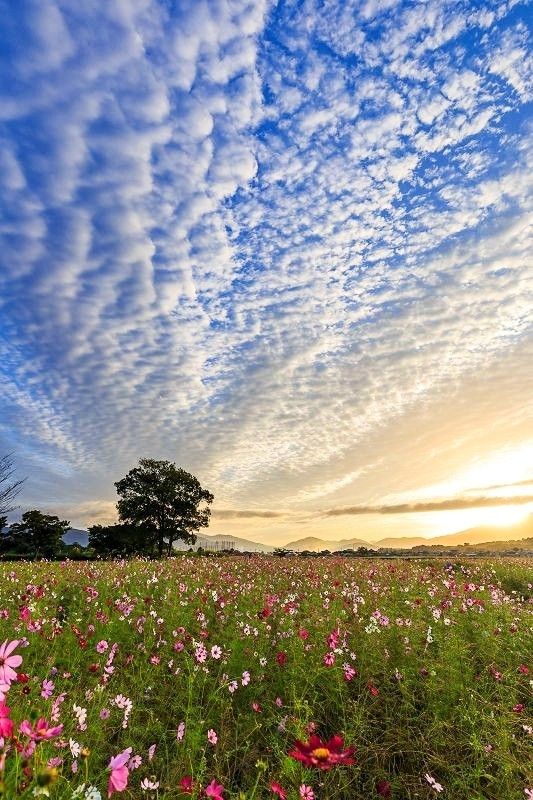 Cosmos Flower Field at Sunset