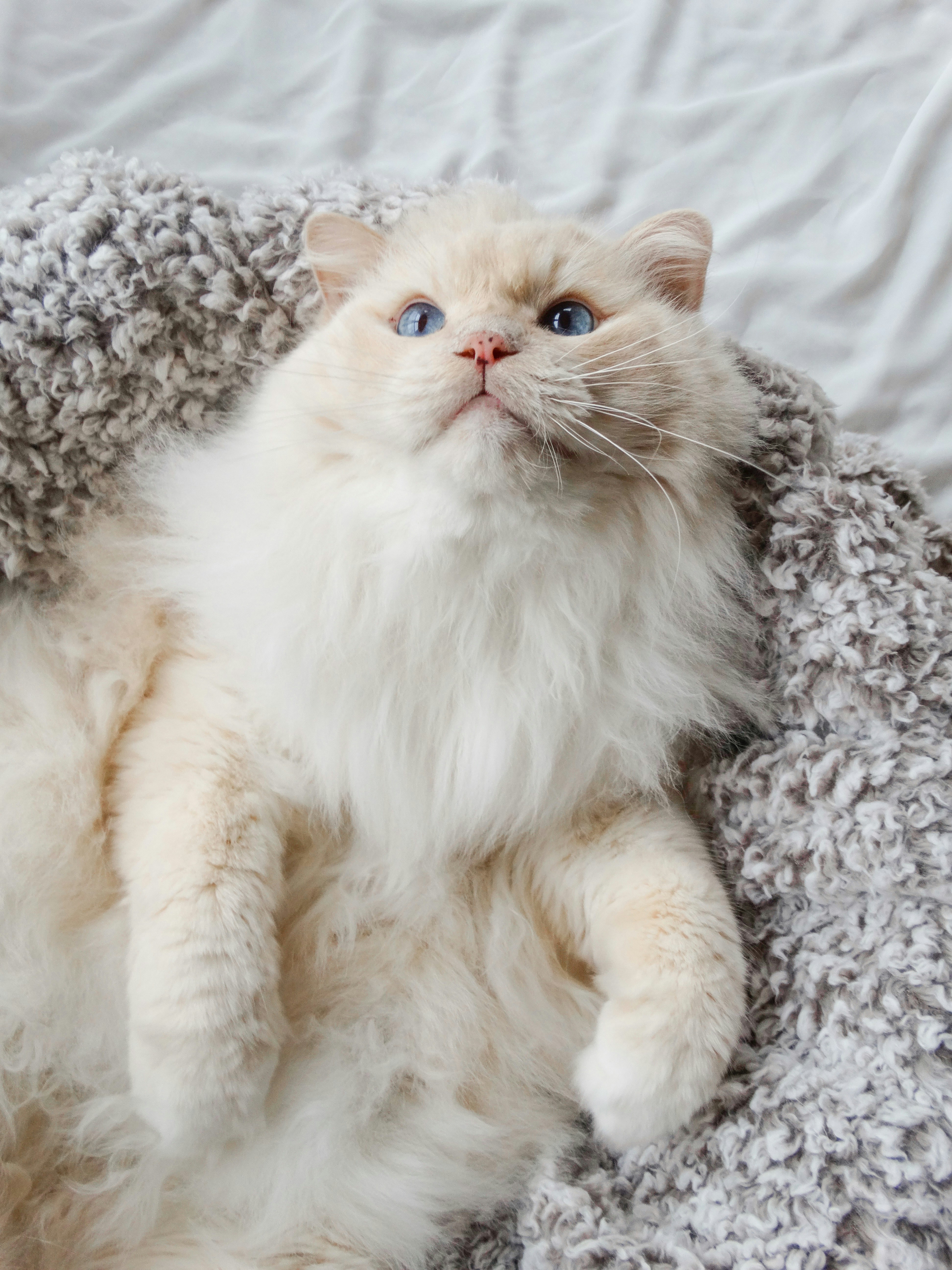 Fluffy Blue-eyed Cat On Blanket