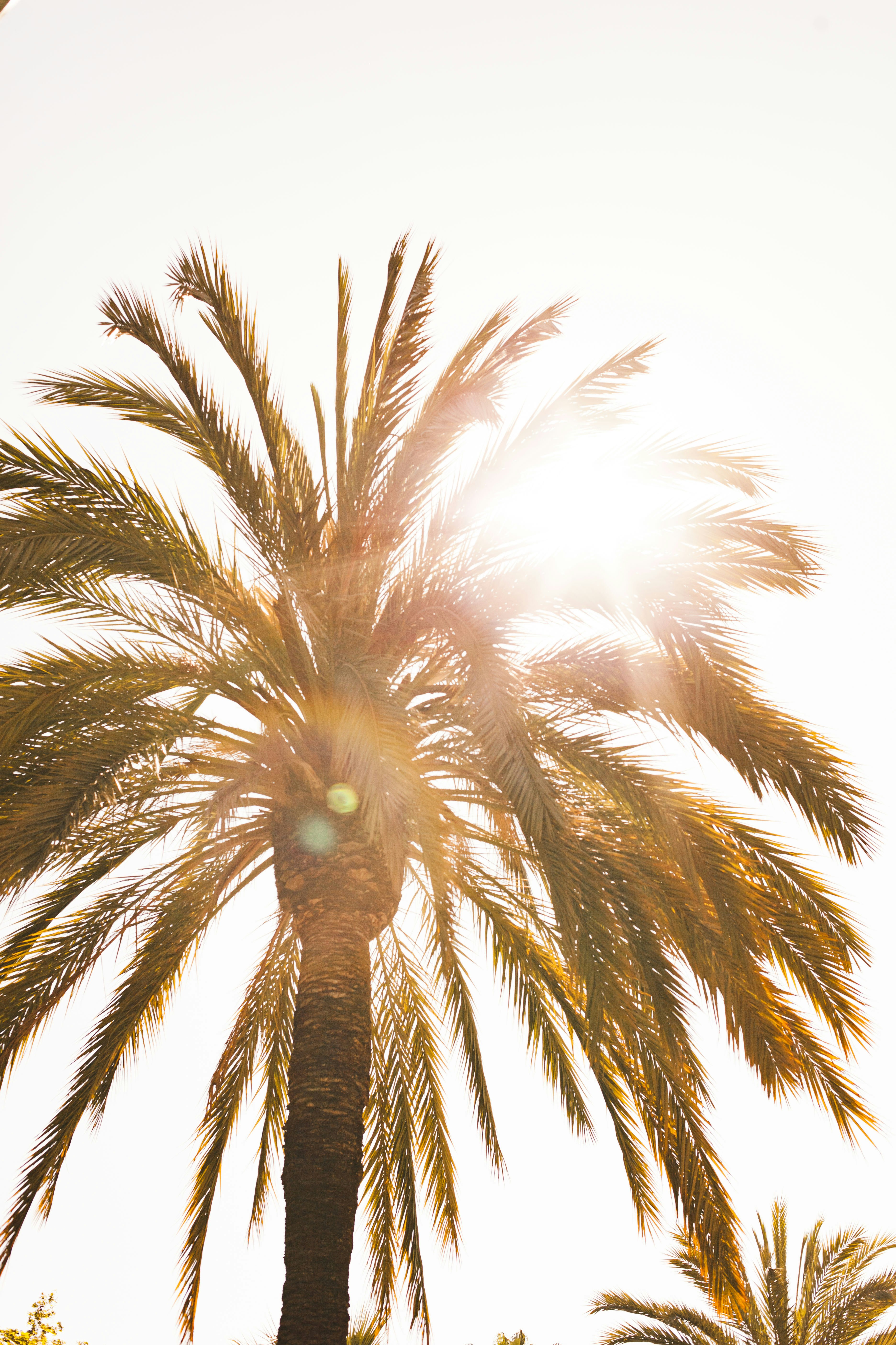 Backlit Palm Tree in Sunlight
