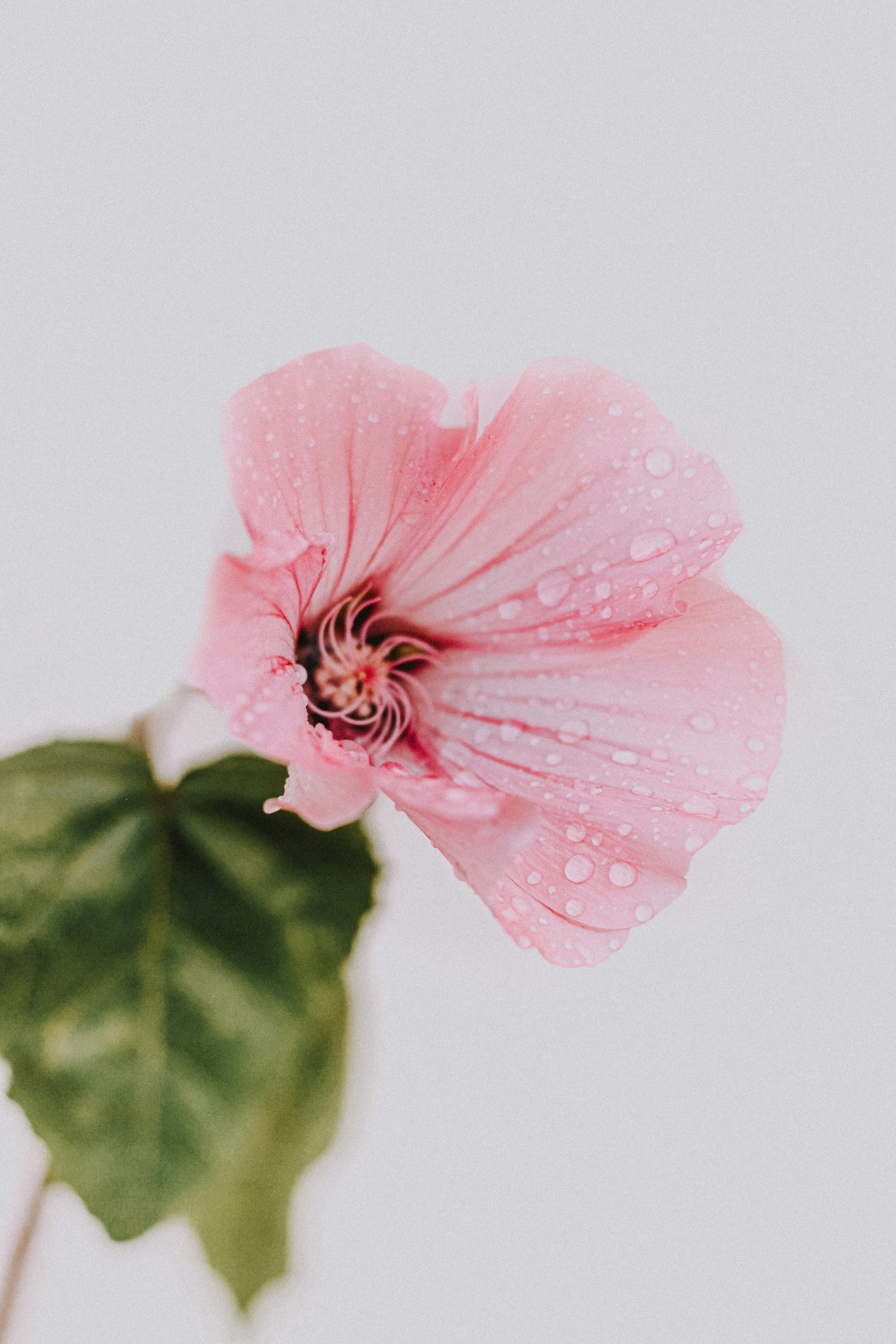 Pink Flower with Water Droplets