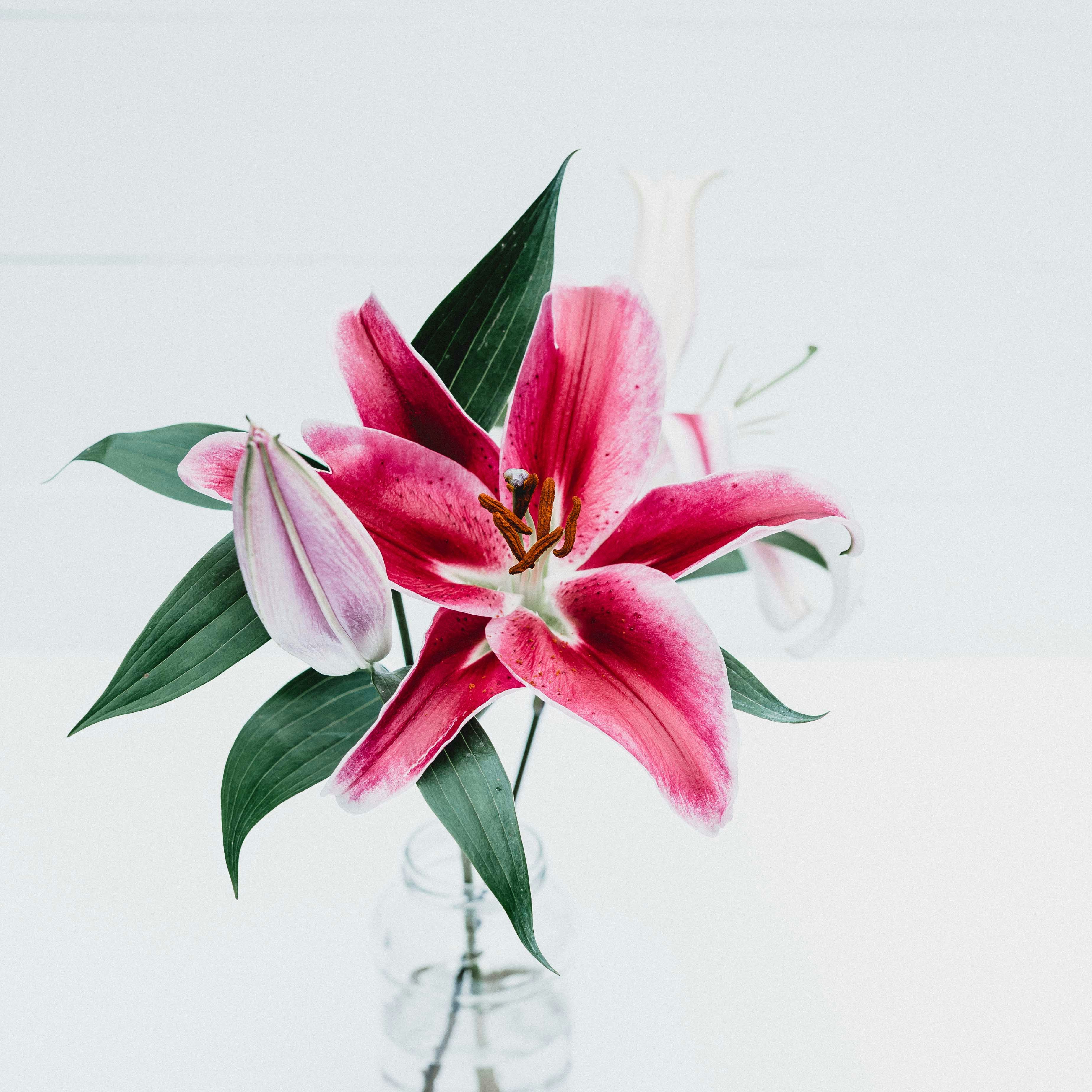 Pink Lily in Glass Vase