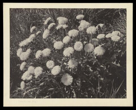 Black and White Dandelion Cluster