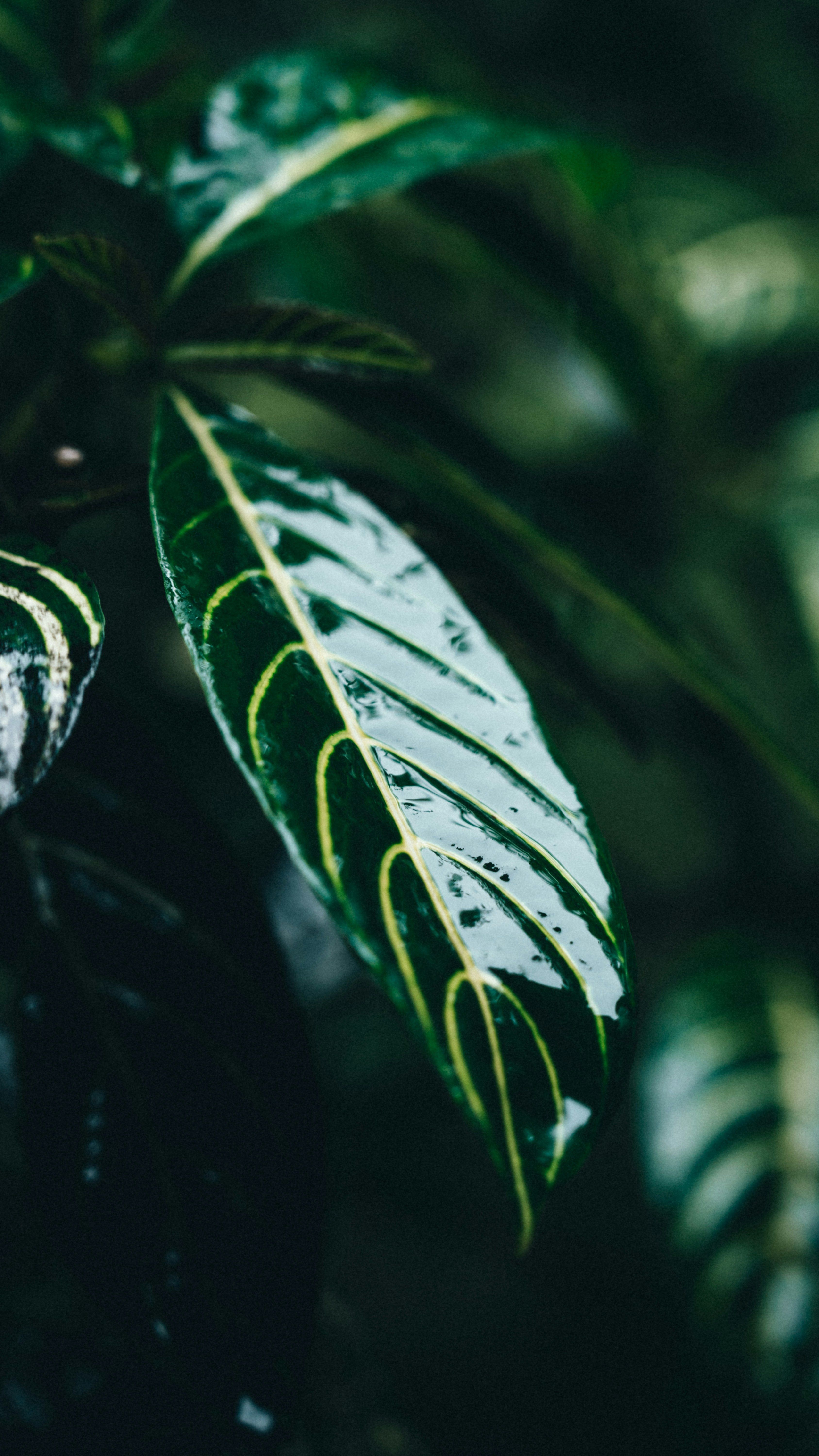 Wallpapers