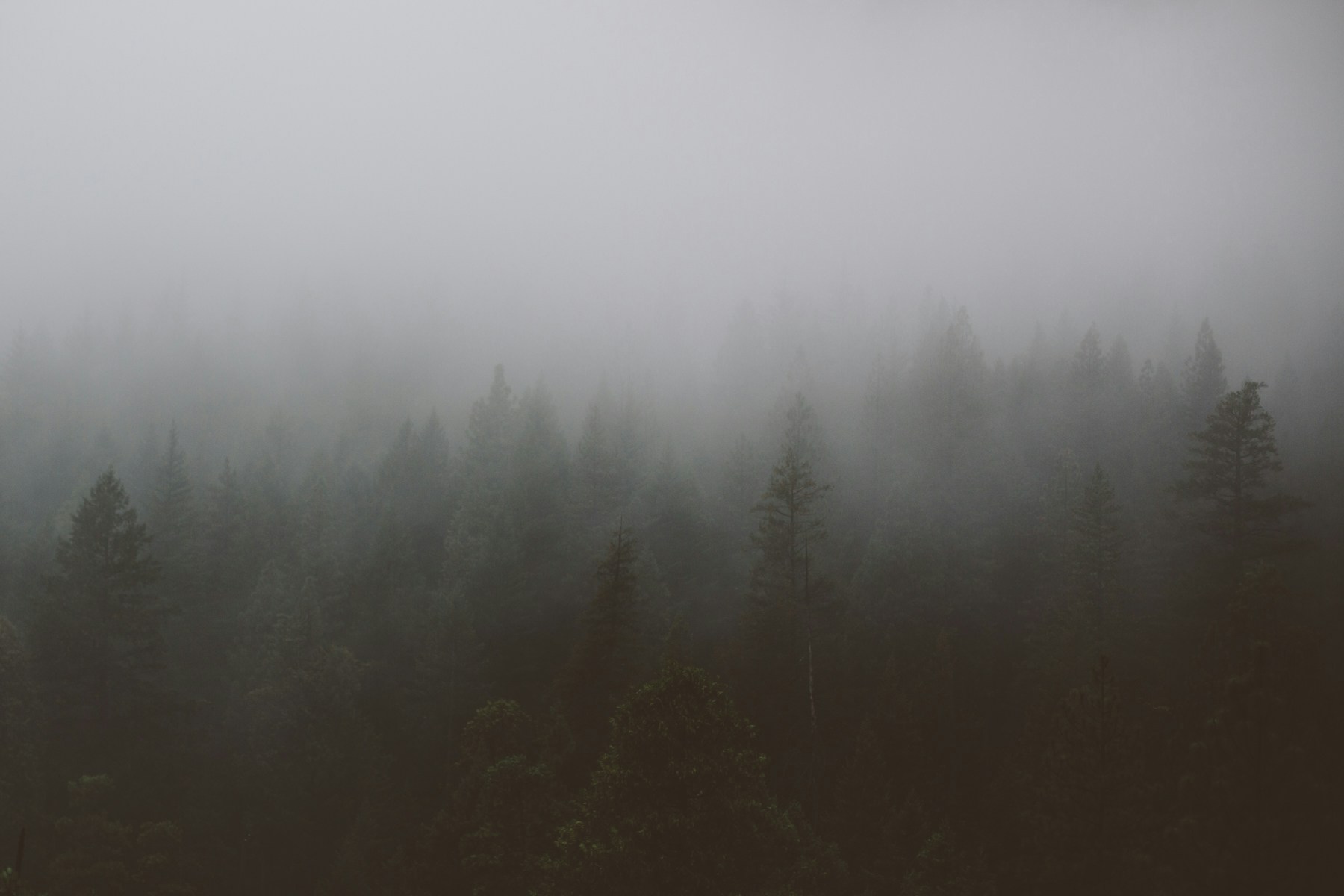 Foggy Coniferous Forest
