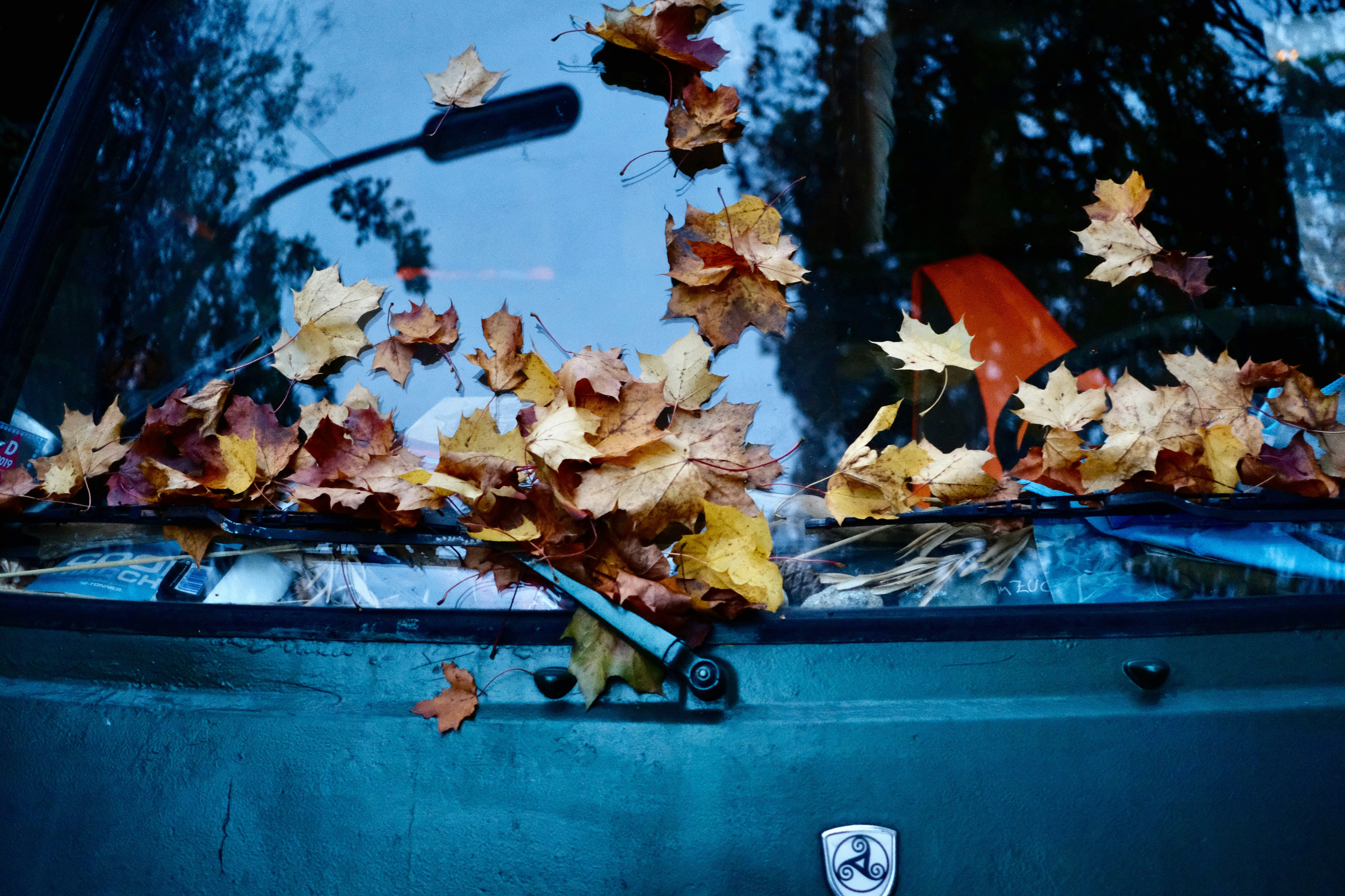 Fallen Leaves on Car Windshield