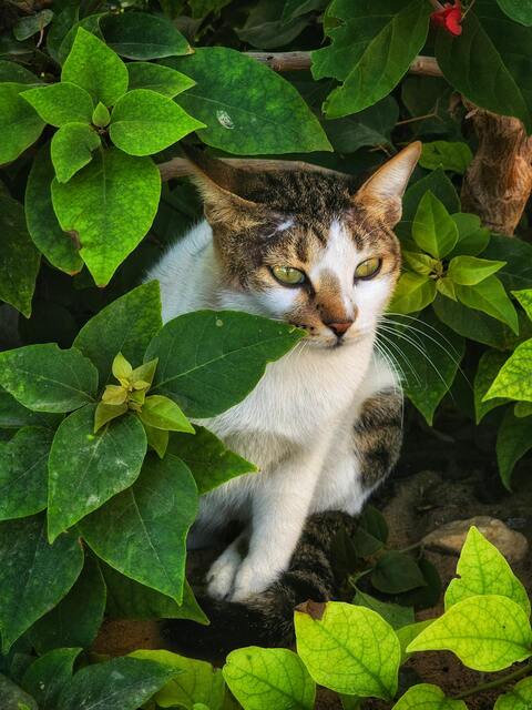 Tabby and White Cat in Foliage