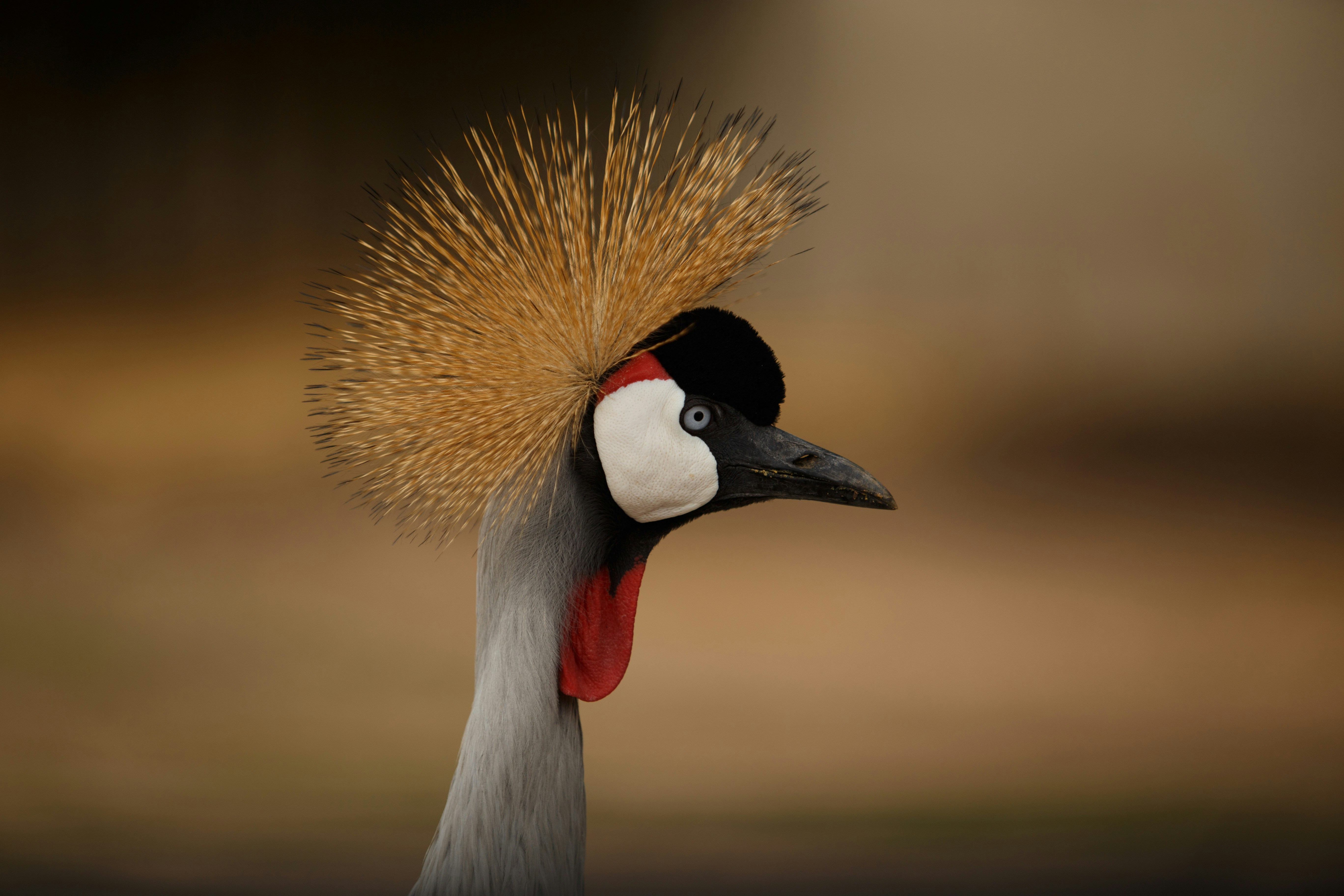 Grey Crowned Crane Close-Up