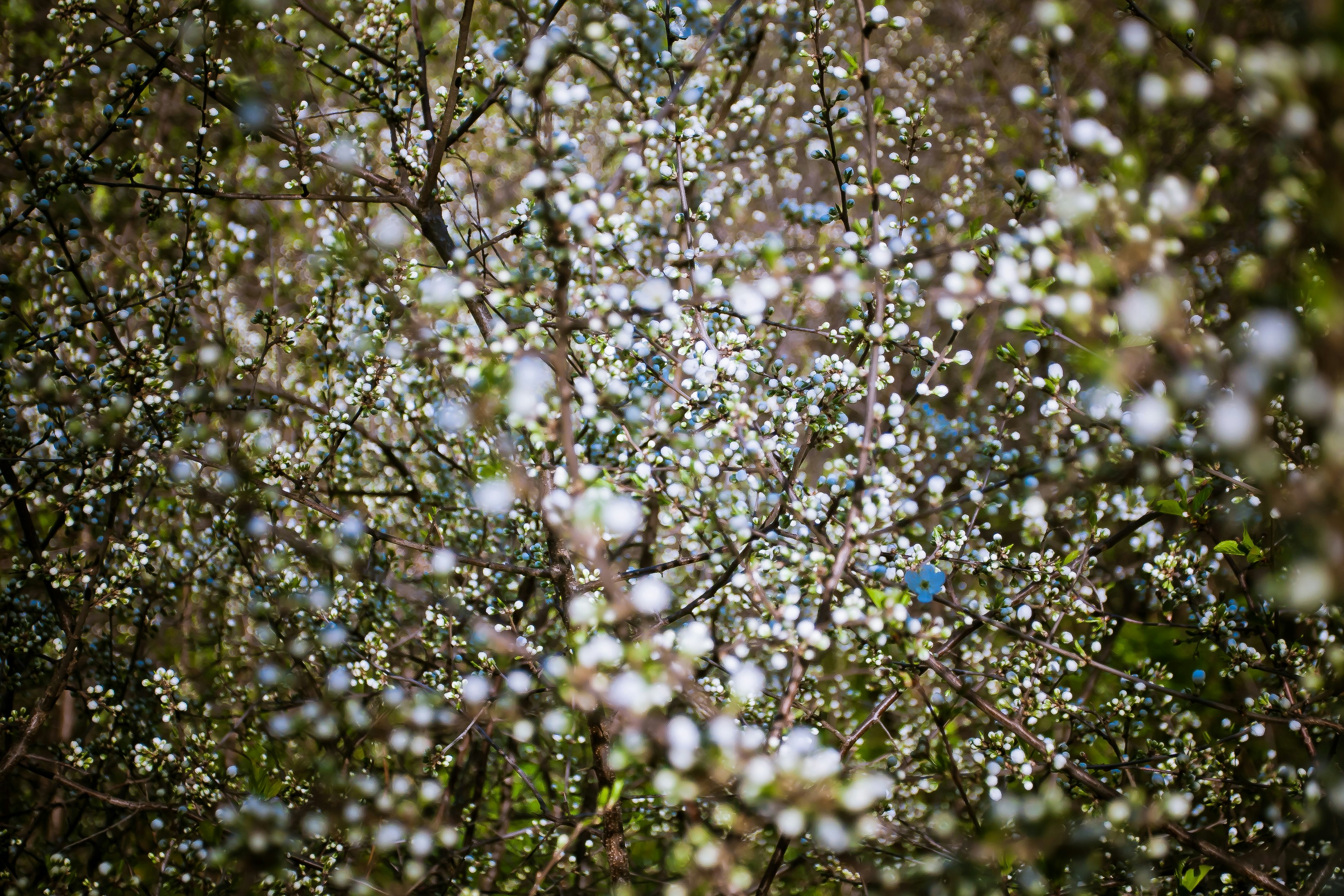 Spring Blooming Tree Branches