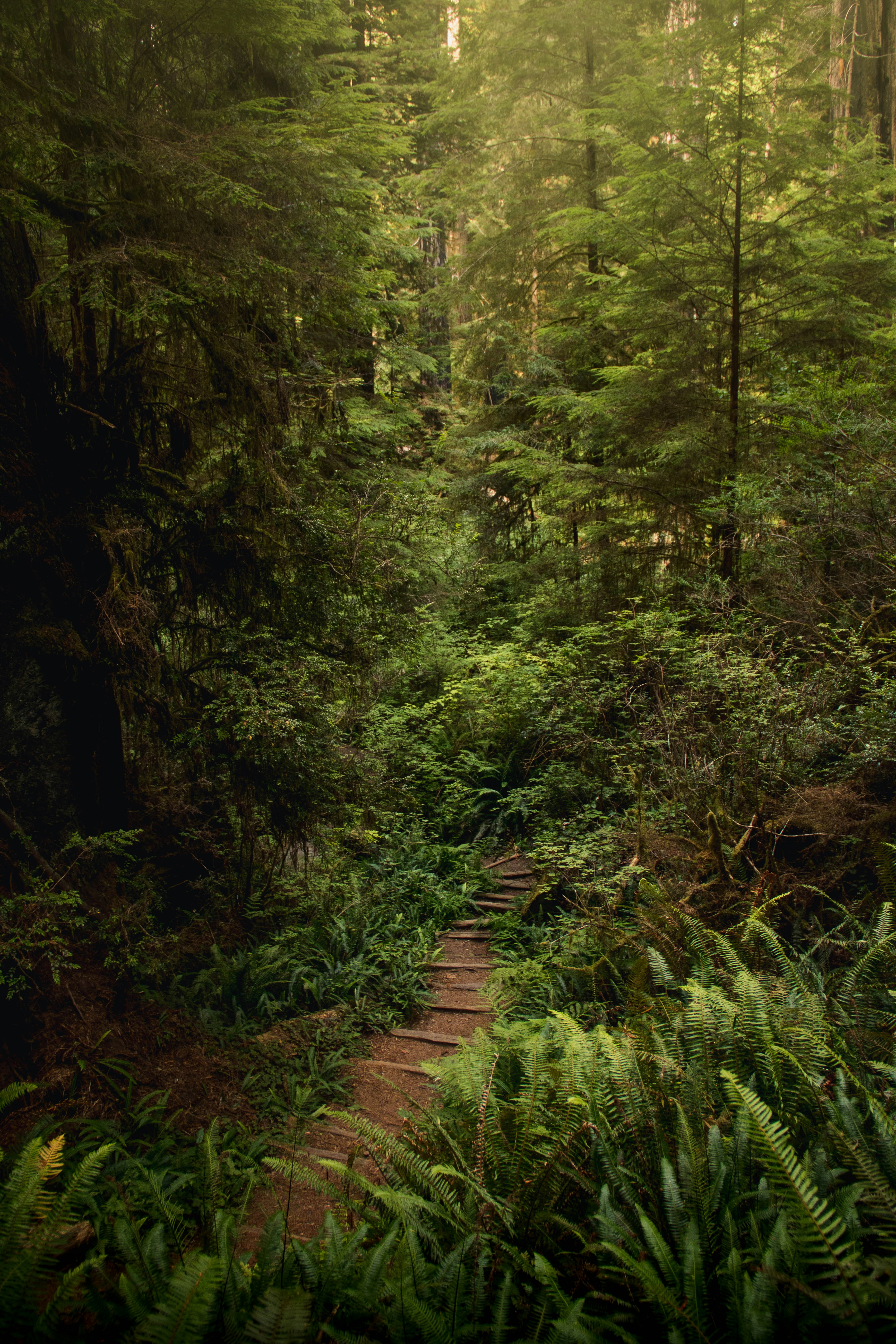 Hiking Trail in Dense Forest