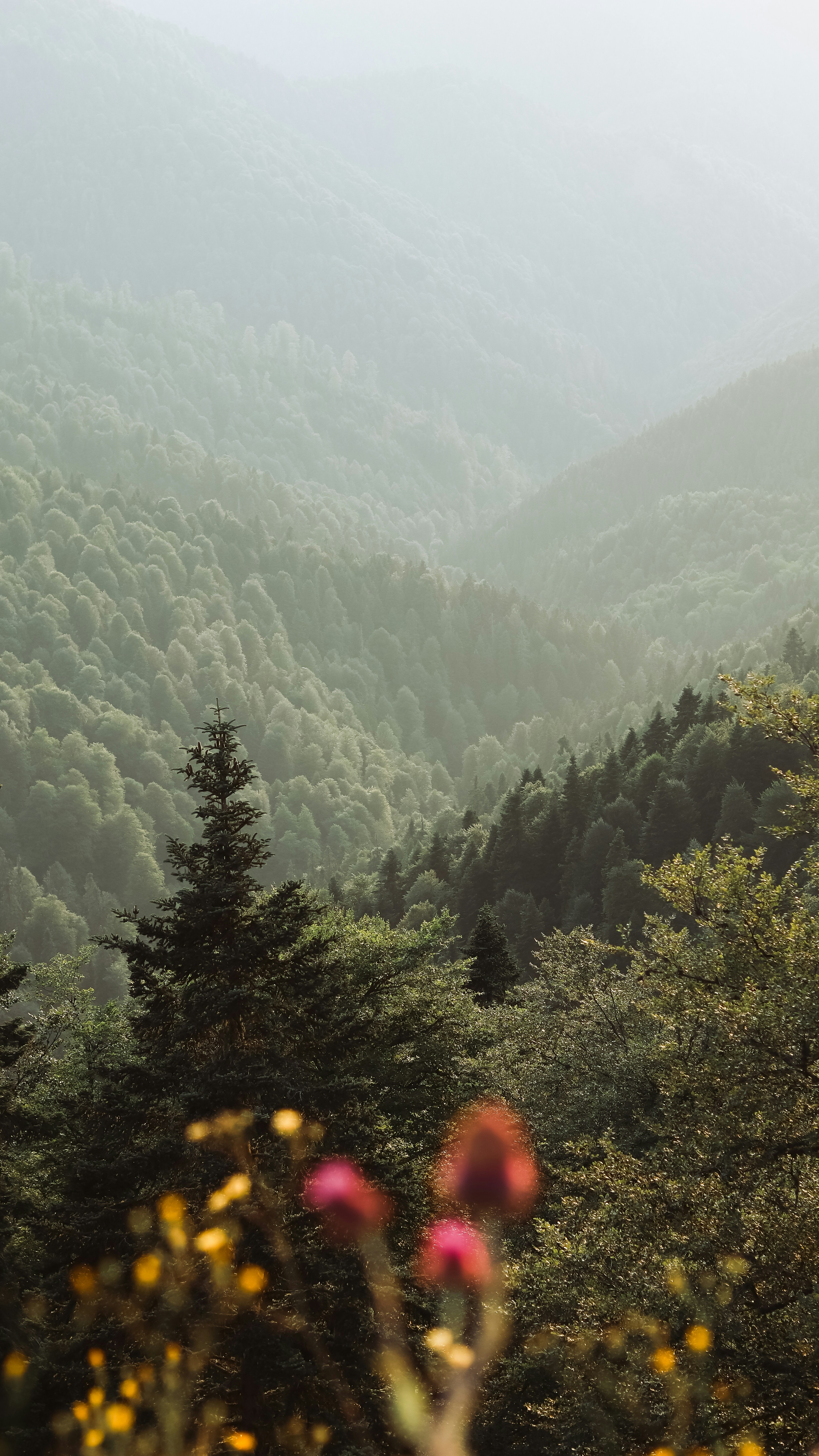 Wallpapers
