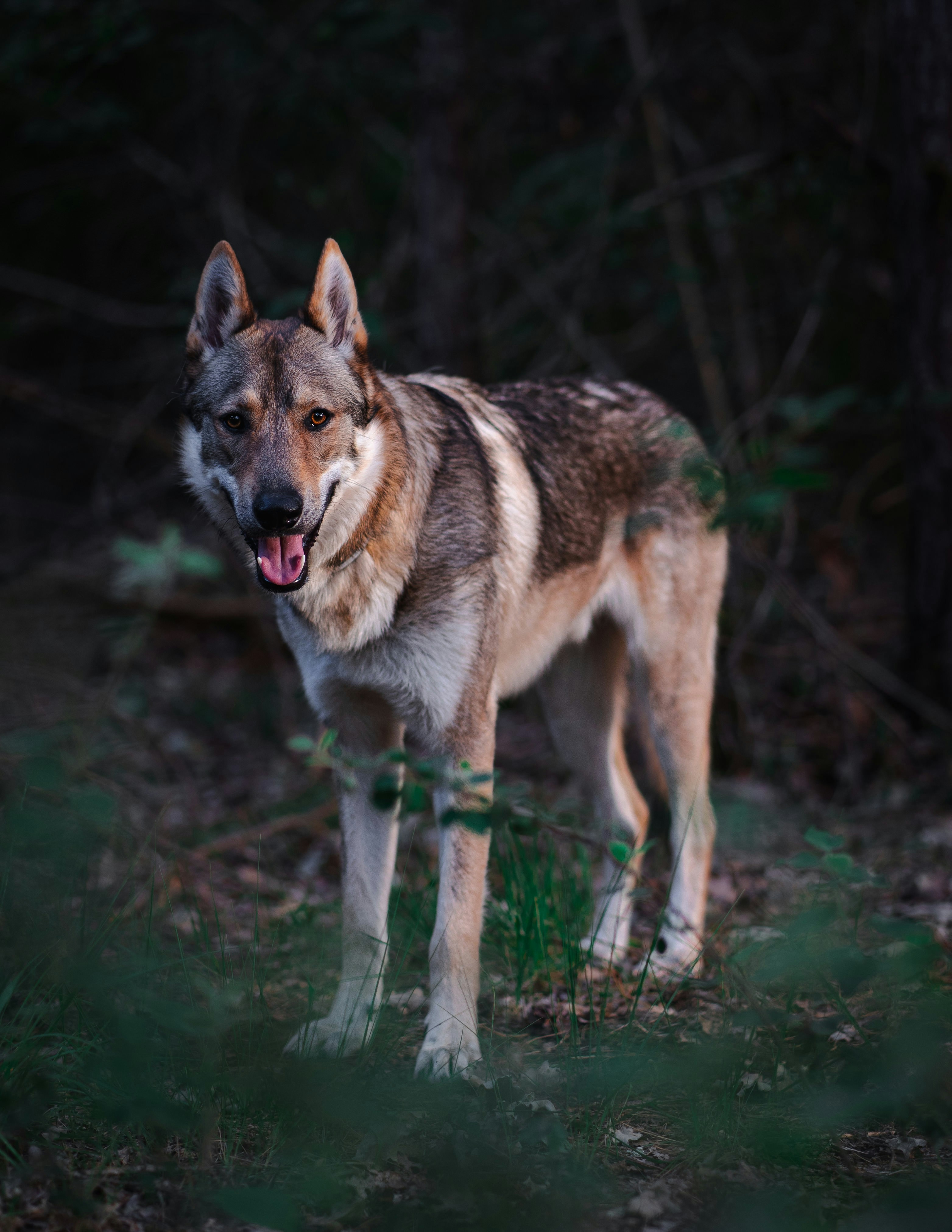 Wolfdog Standing In Forest