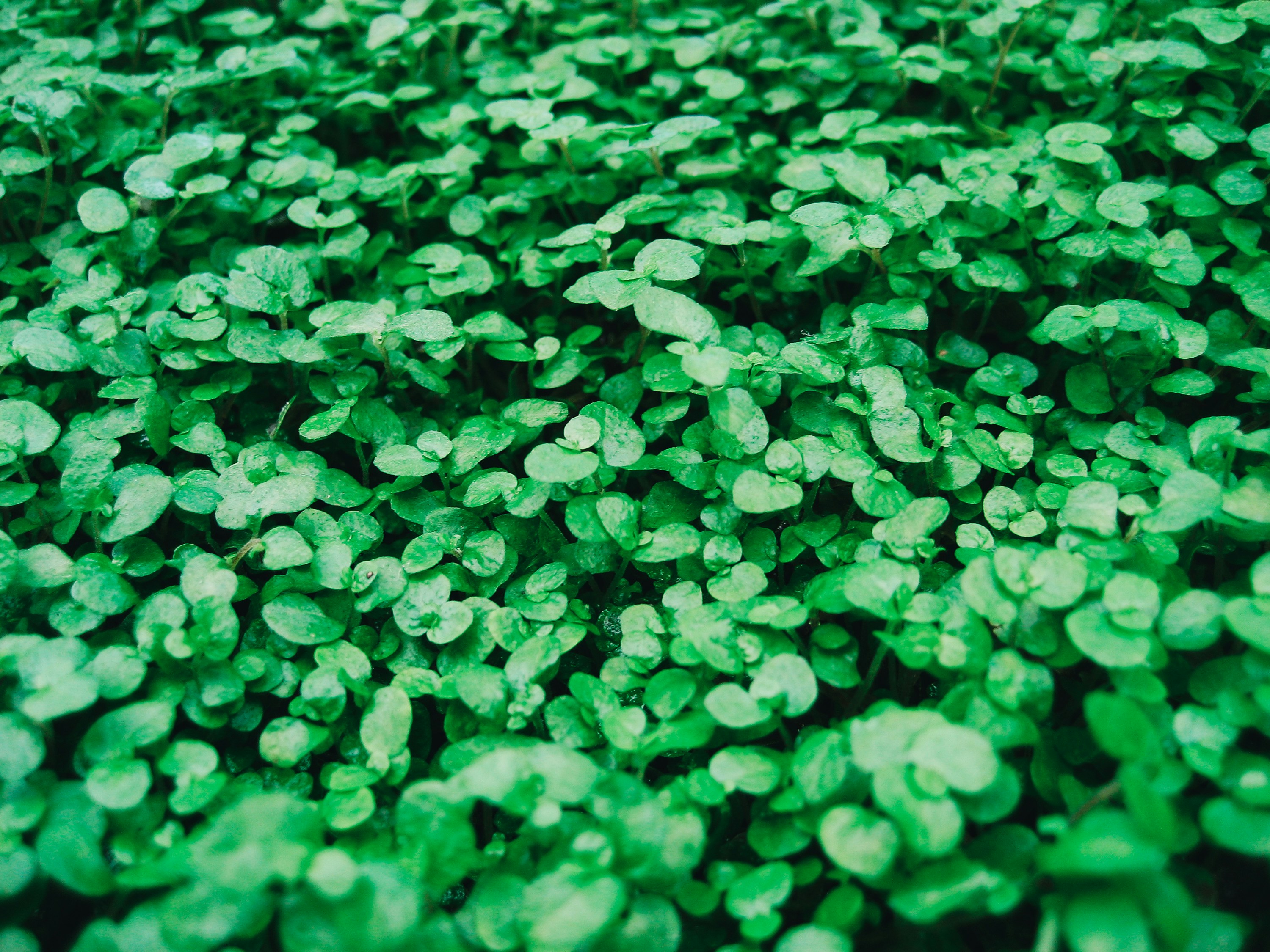 Dense Green Leafy Ground Cover