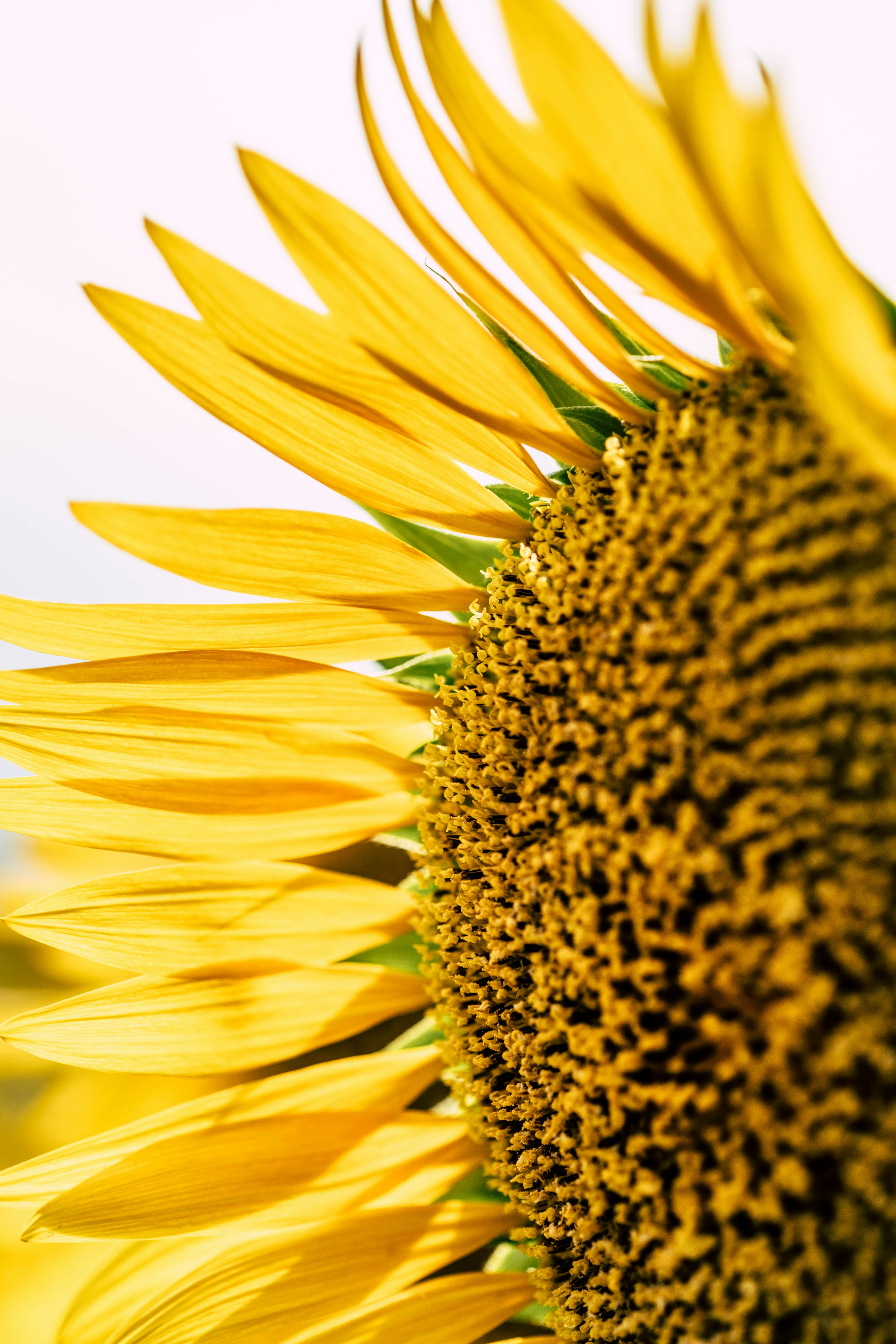 Close-up of Sunflower