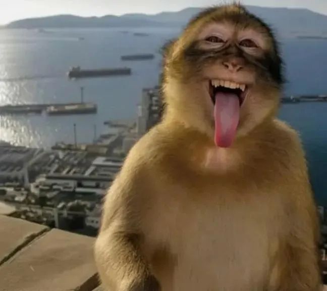Monkey Sticking Out Tongue