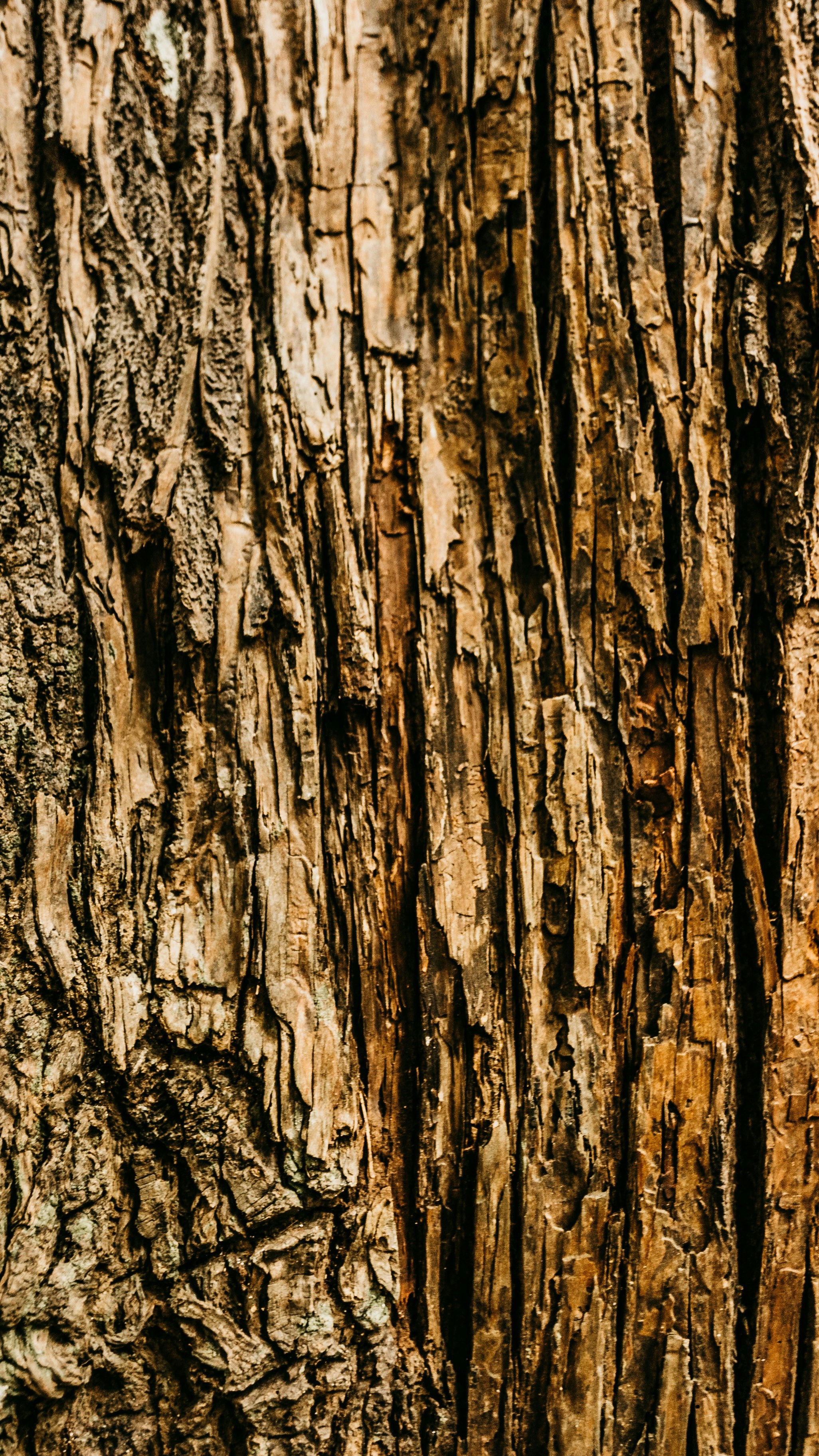 Close Up of Aged Tree Bark