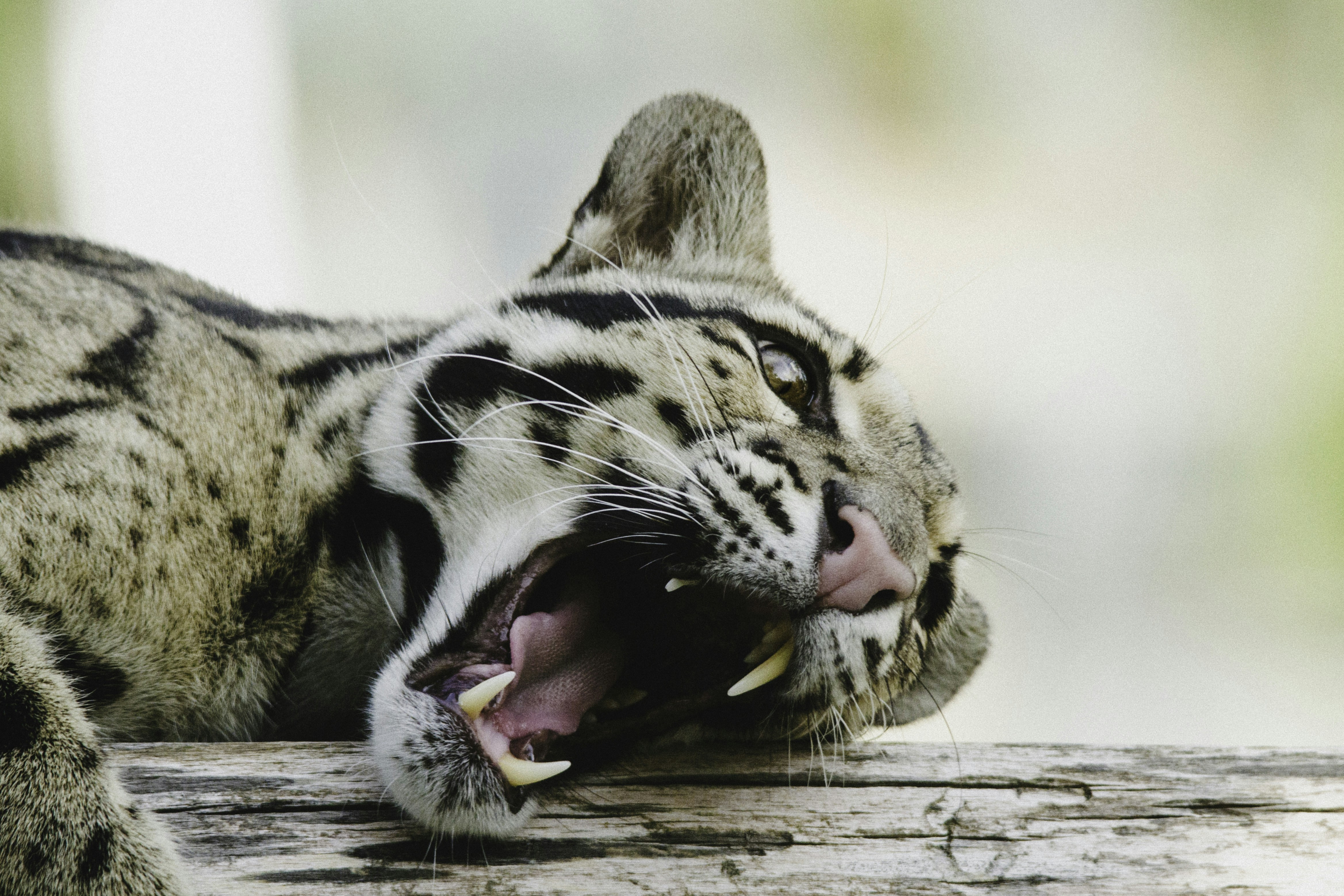 Yawning Clouded Leopard Resting on Log