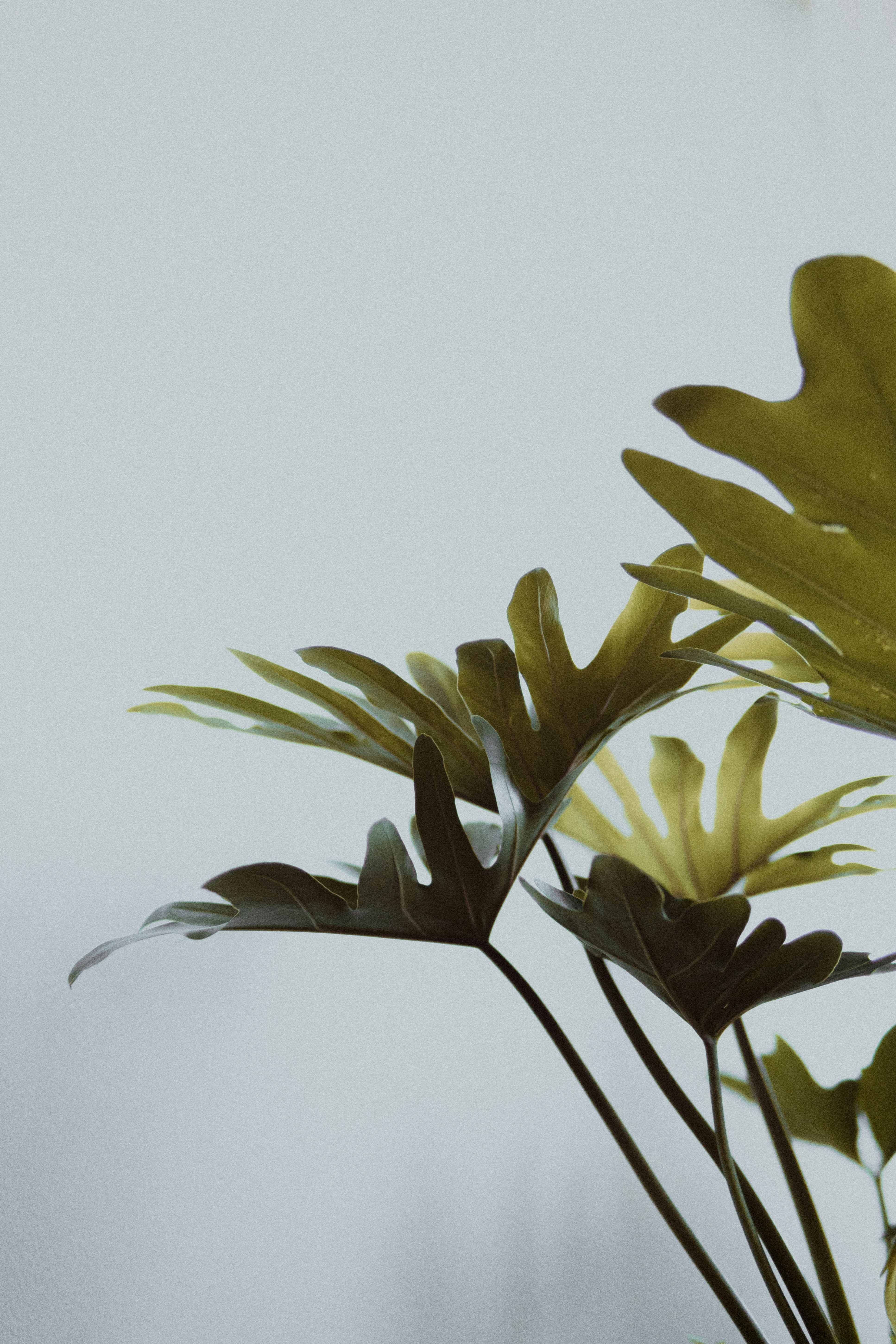 Philodendron Foliage Against Gray Background