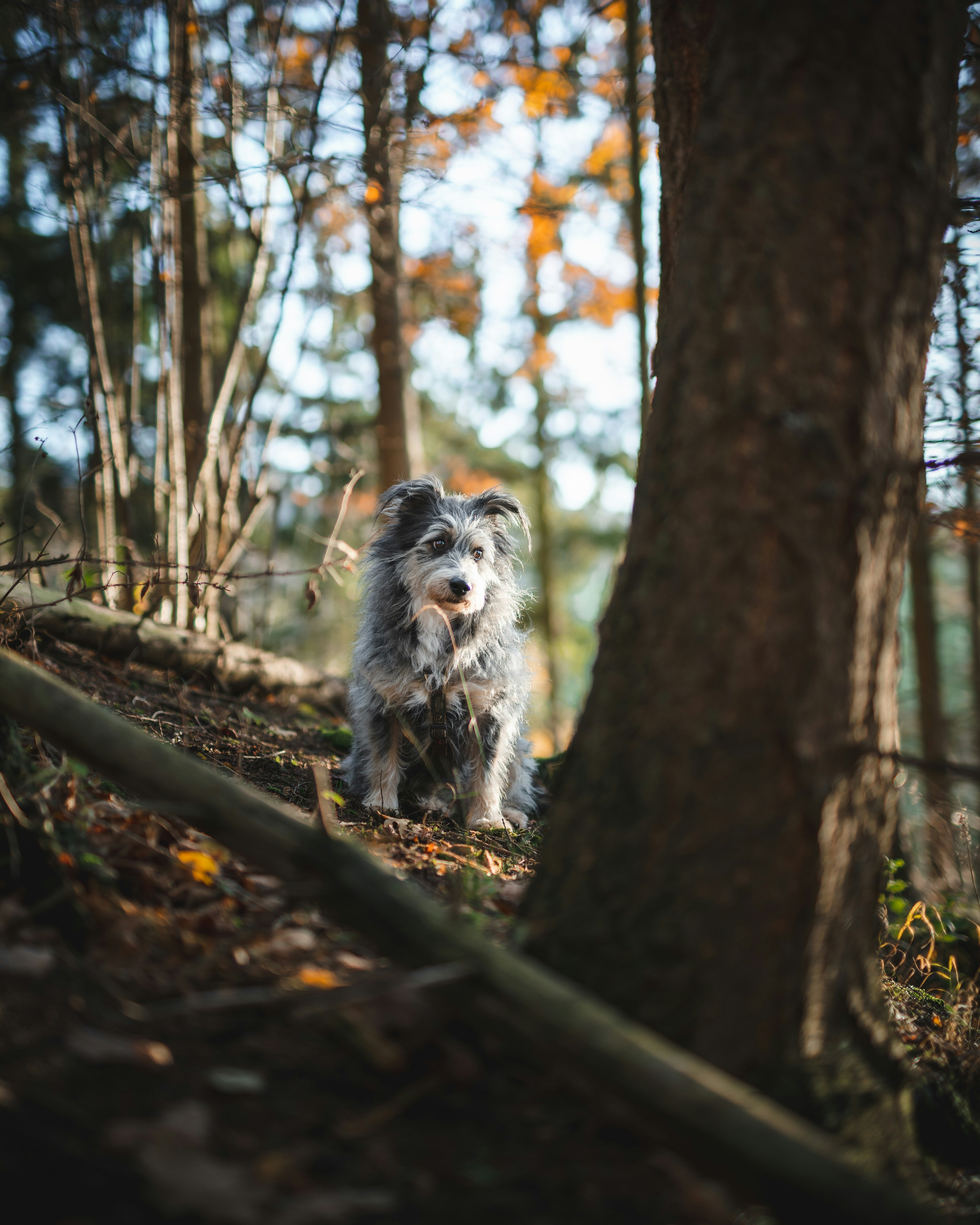 Fluffy Dog In Autumn Forest
