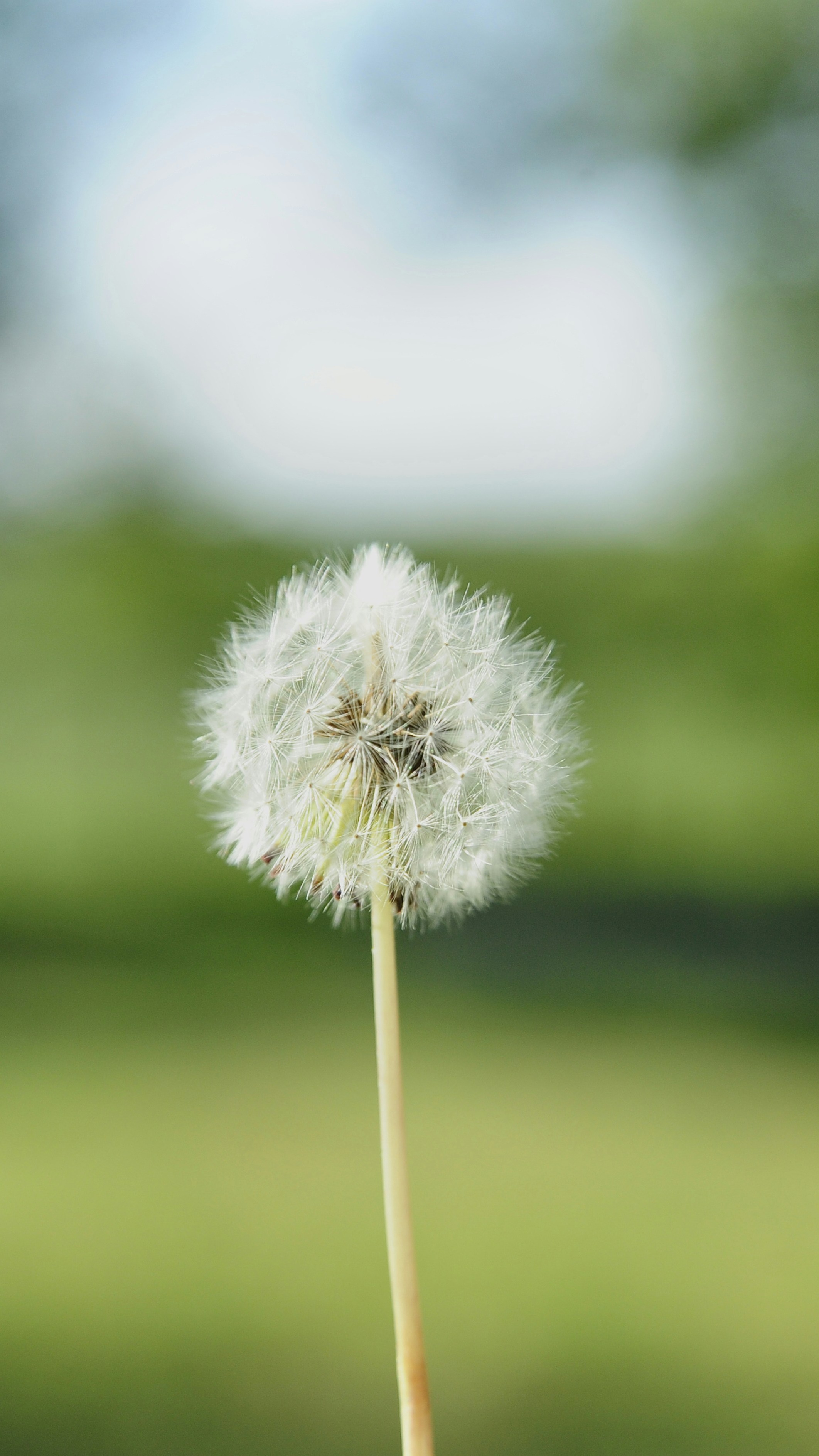 Single Dandelion Seed Head
