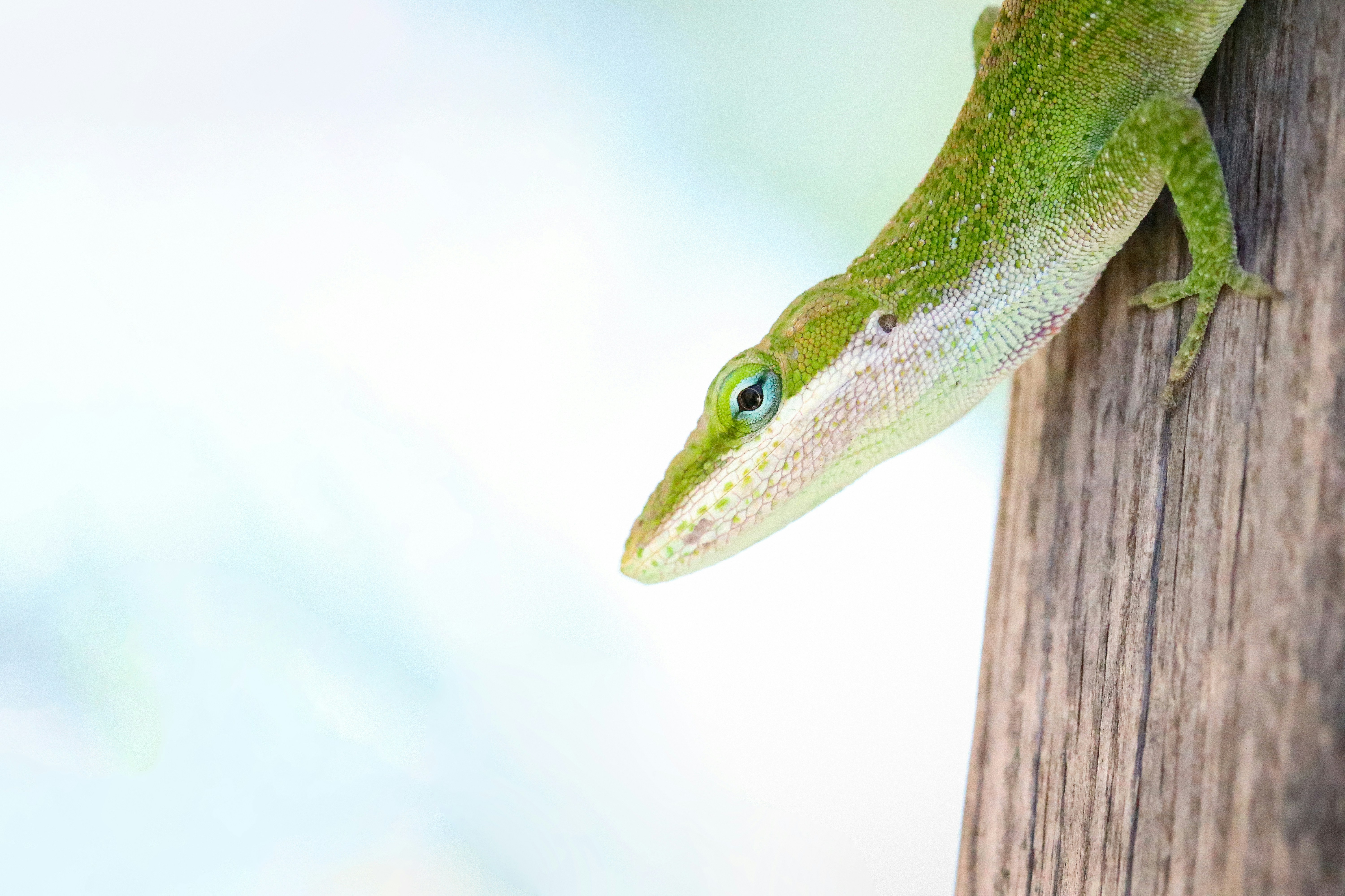 Green Anole Lizard on Tree Trunk