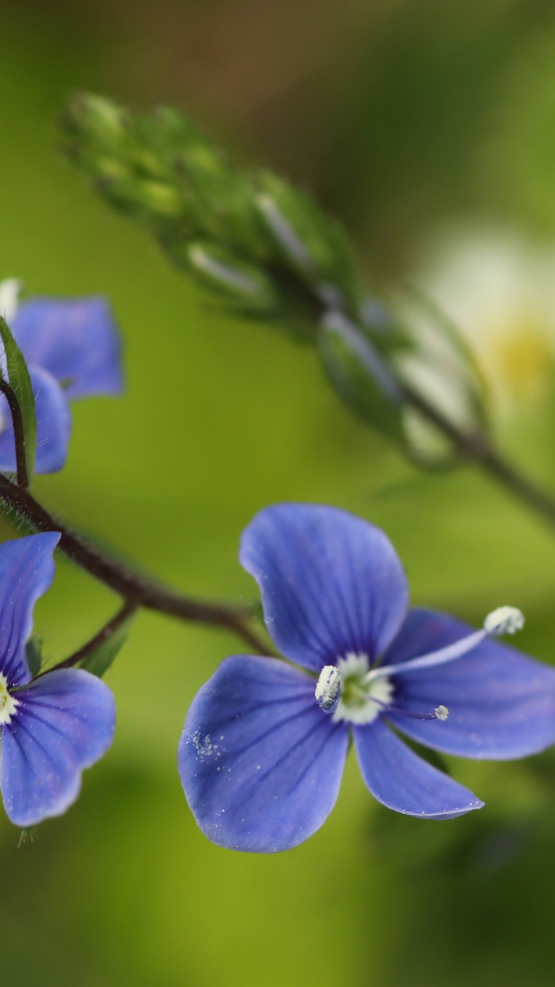 Blue Wildflowers Close Up