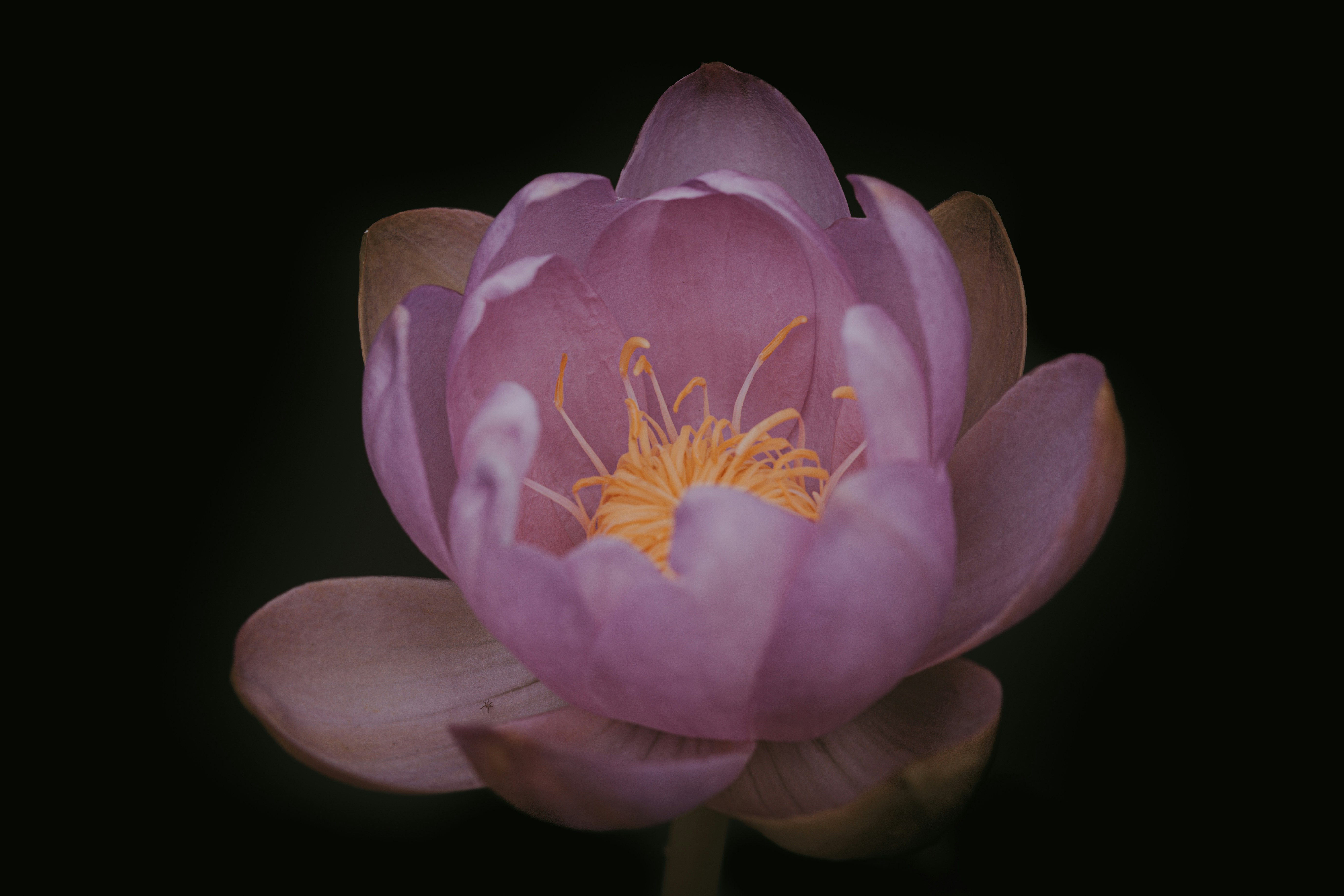 Purple Water Lily Close-up