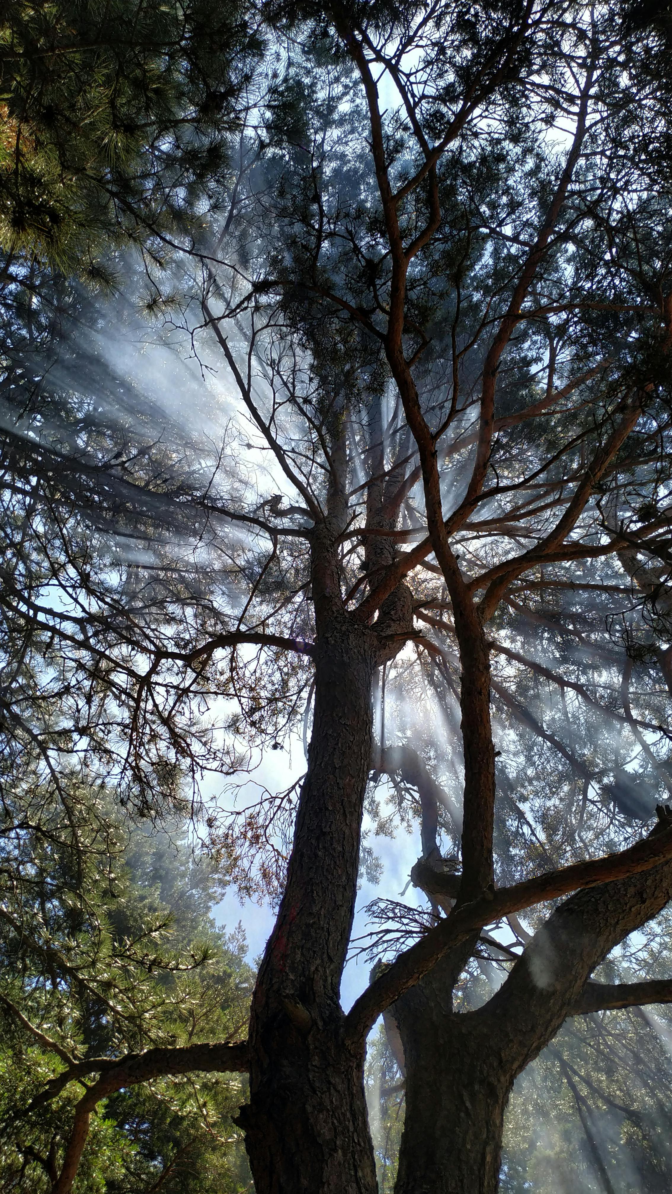 Sunbeams Through Pine Tree Canopy