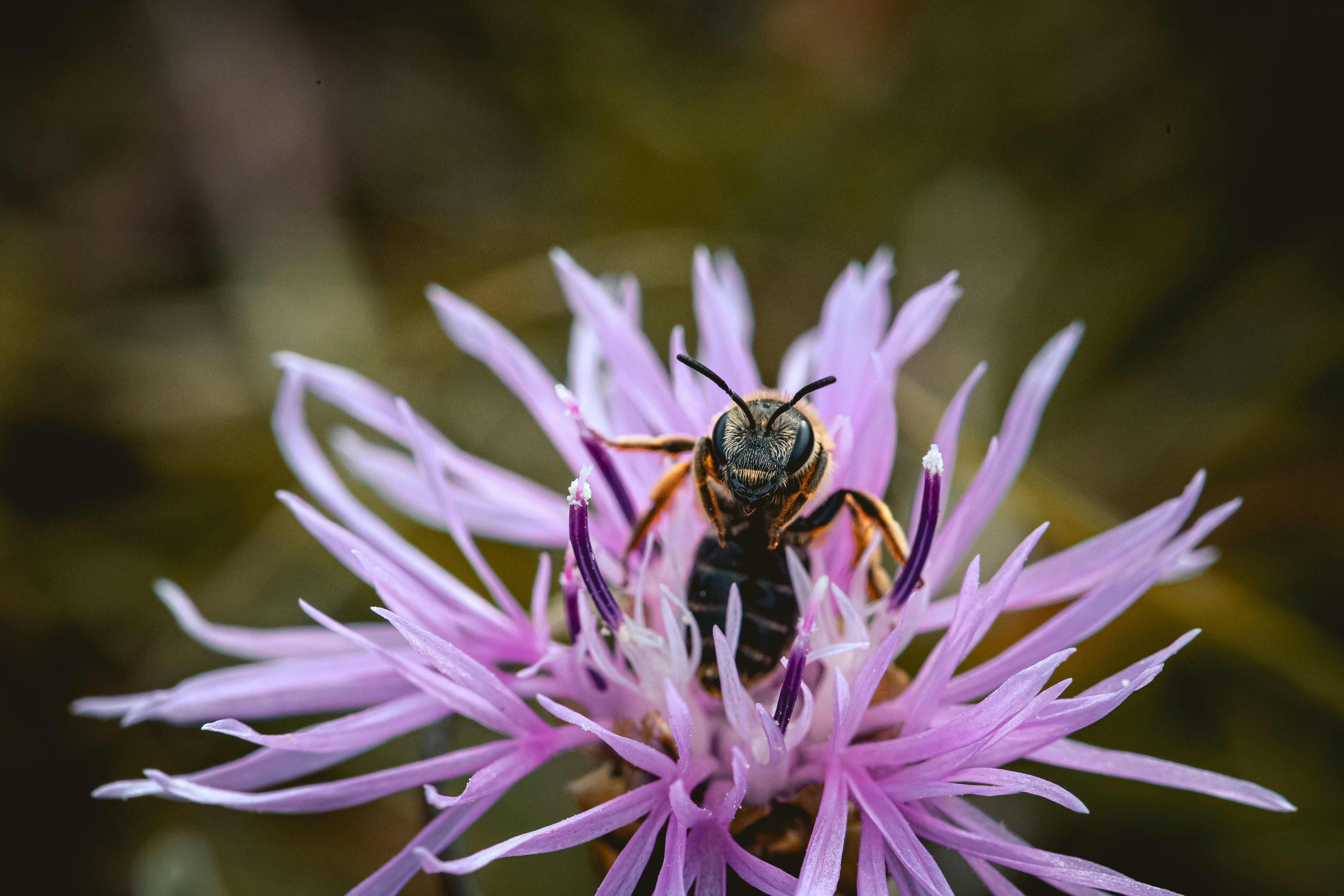 Bee on Pink Wildflower