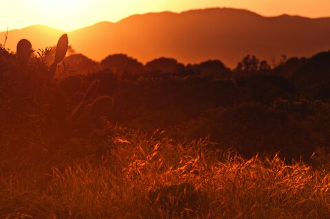 Arid Grassland Sunset With Cactus