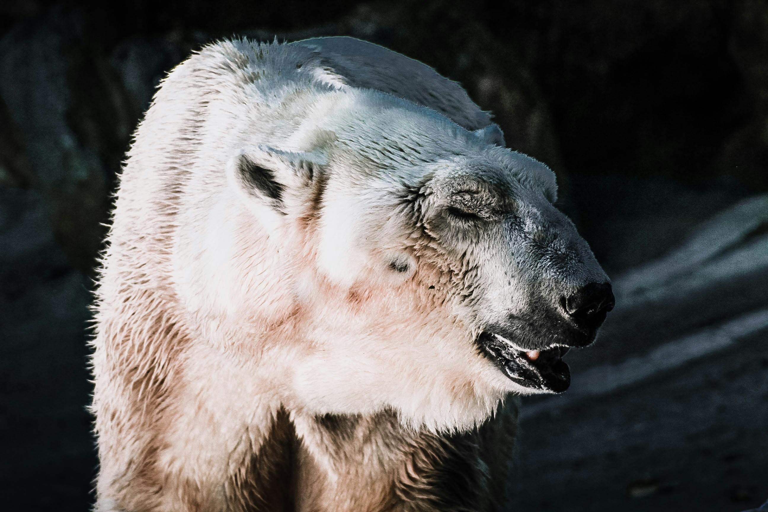 Polar Bear with Closed Eyes