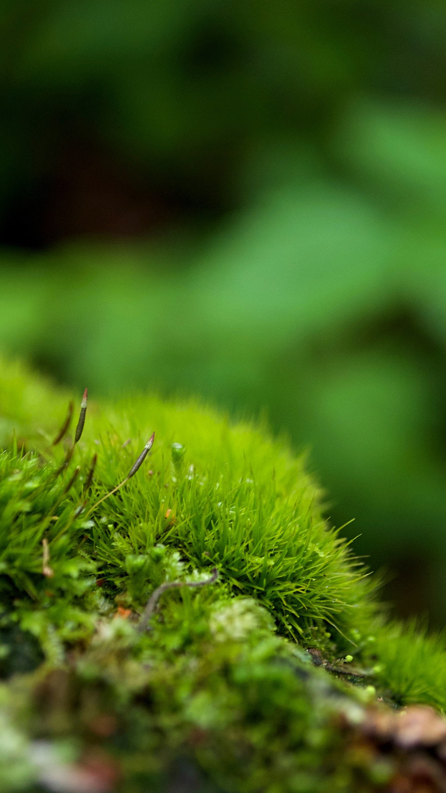 Forest & Flora