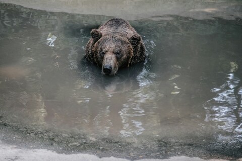 Brown Bear Resting In Turbid Water
