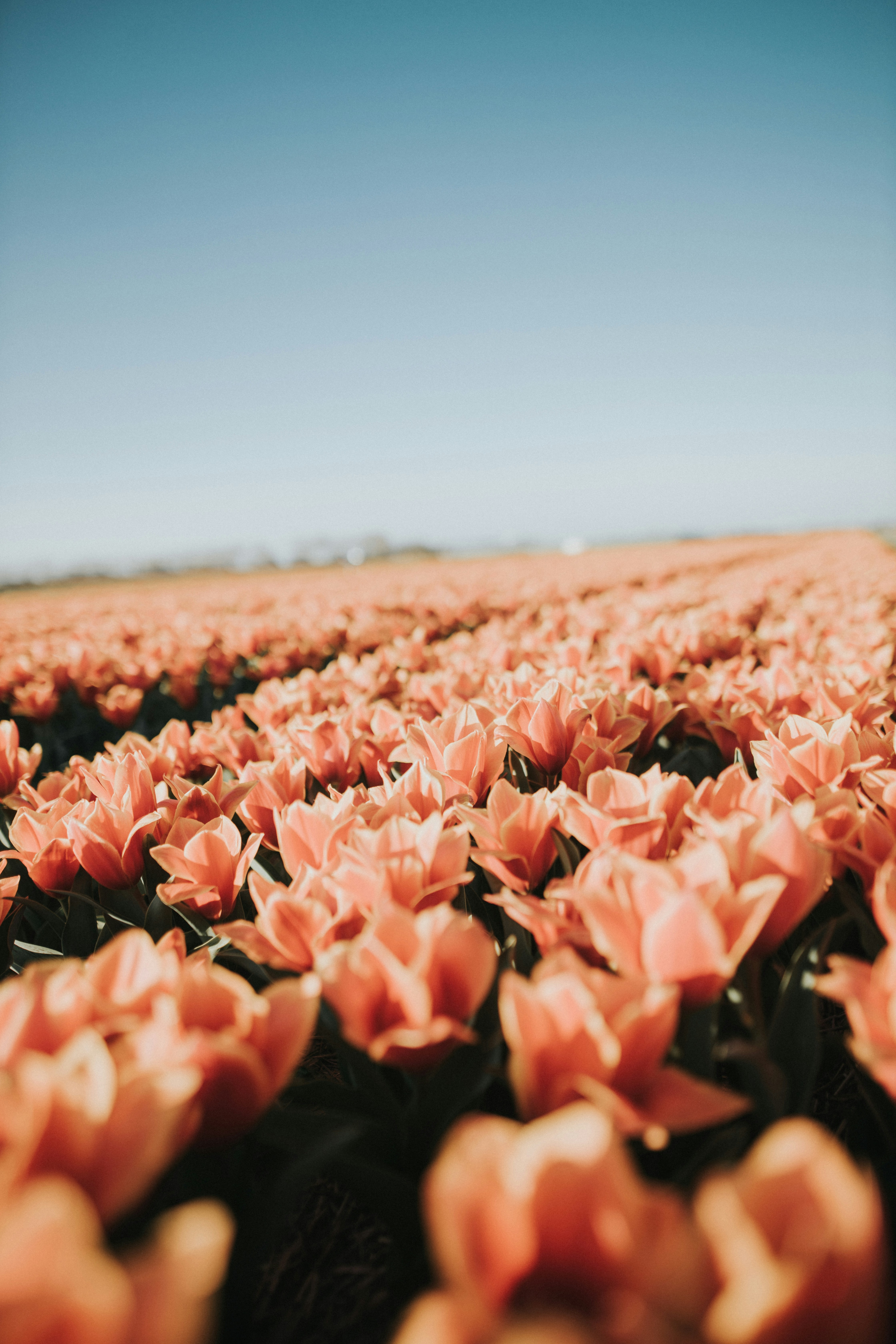 Peach Pink Tulip Field