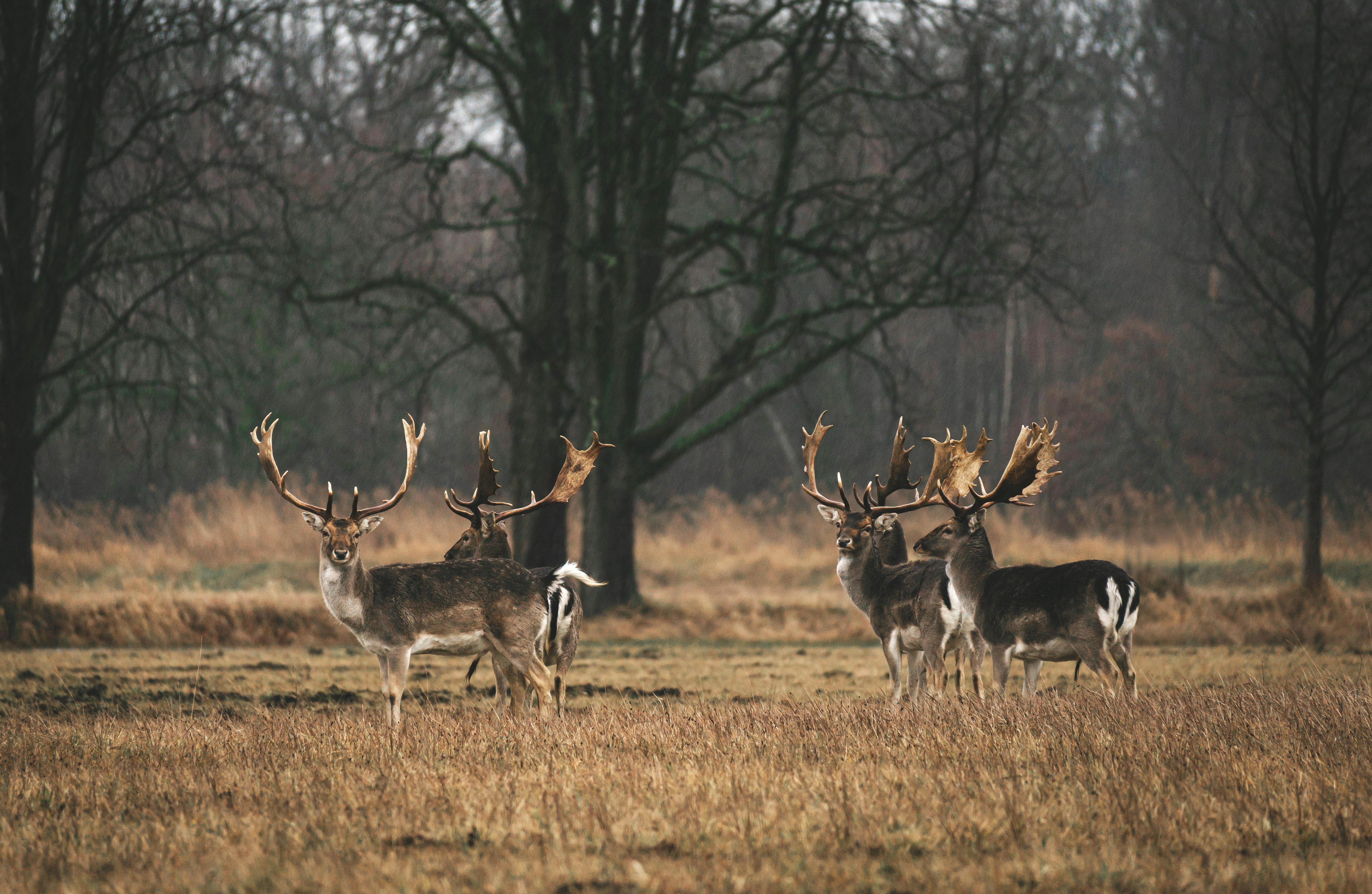 Fallow Deer Stags at Forest Edge