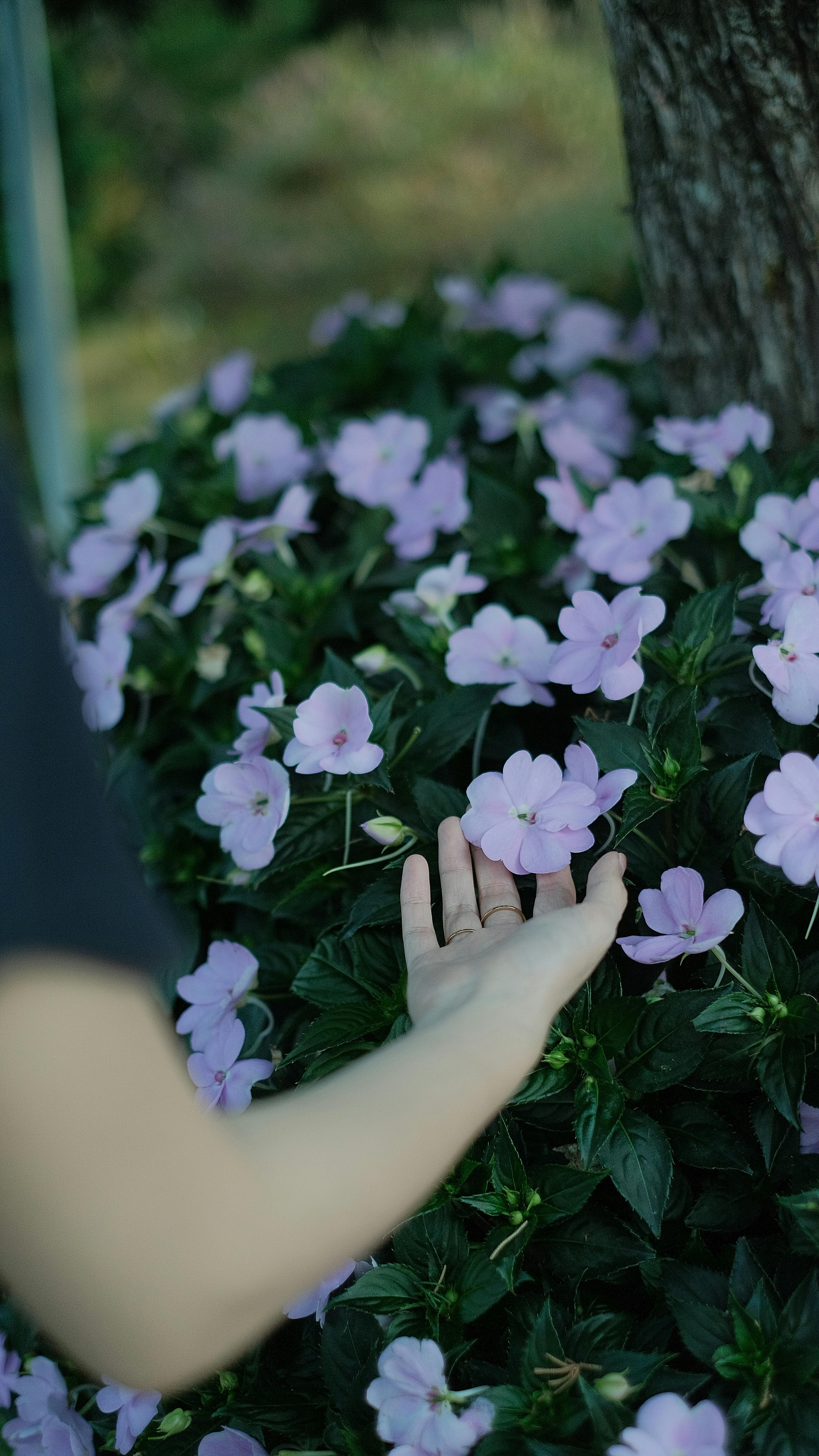 Hand Touching Pale Purple Flowers