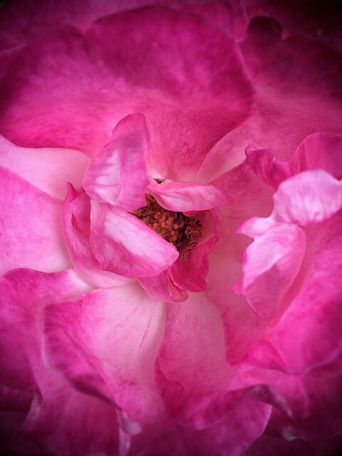 Close-up of Pink Rose Center