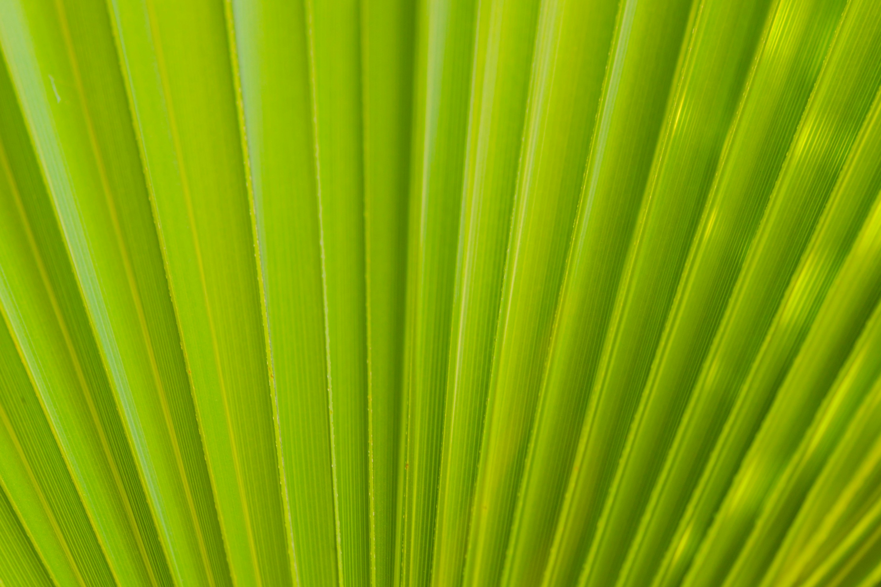 Close-up of Palm Leaf Veins