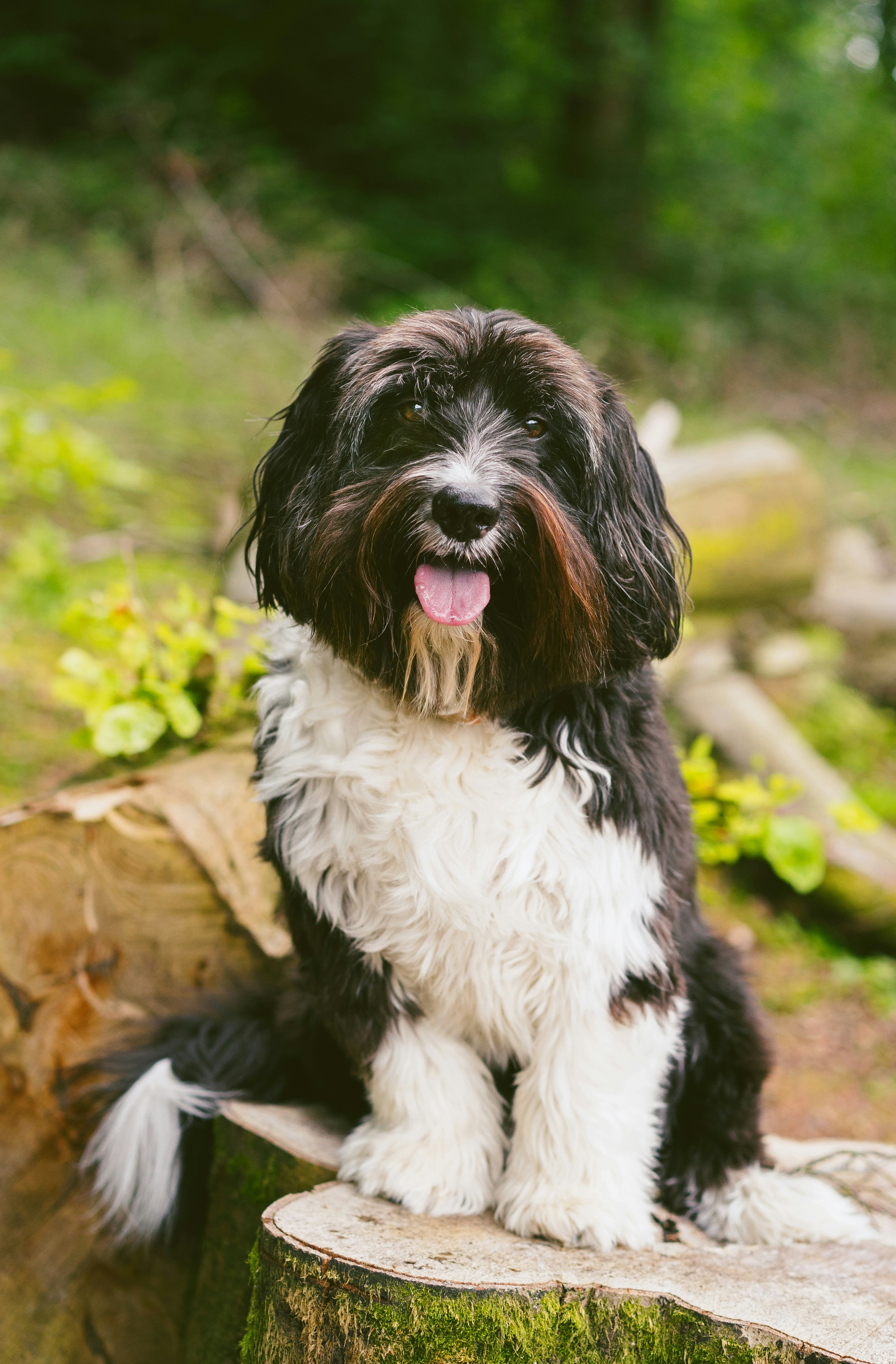Fluffy Black and White Dog on Tree Stump